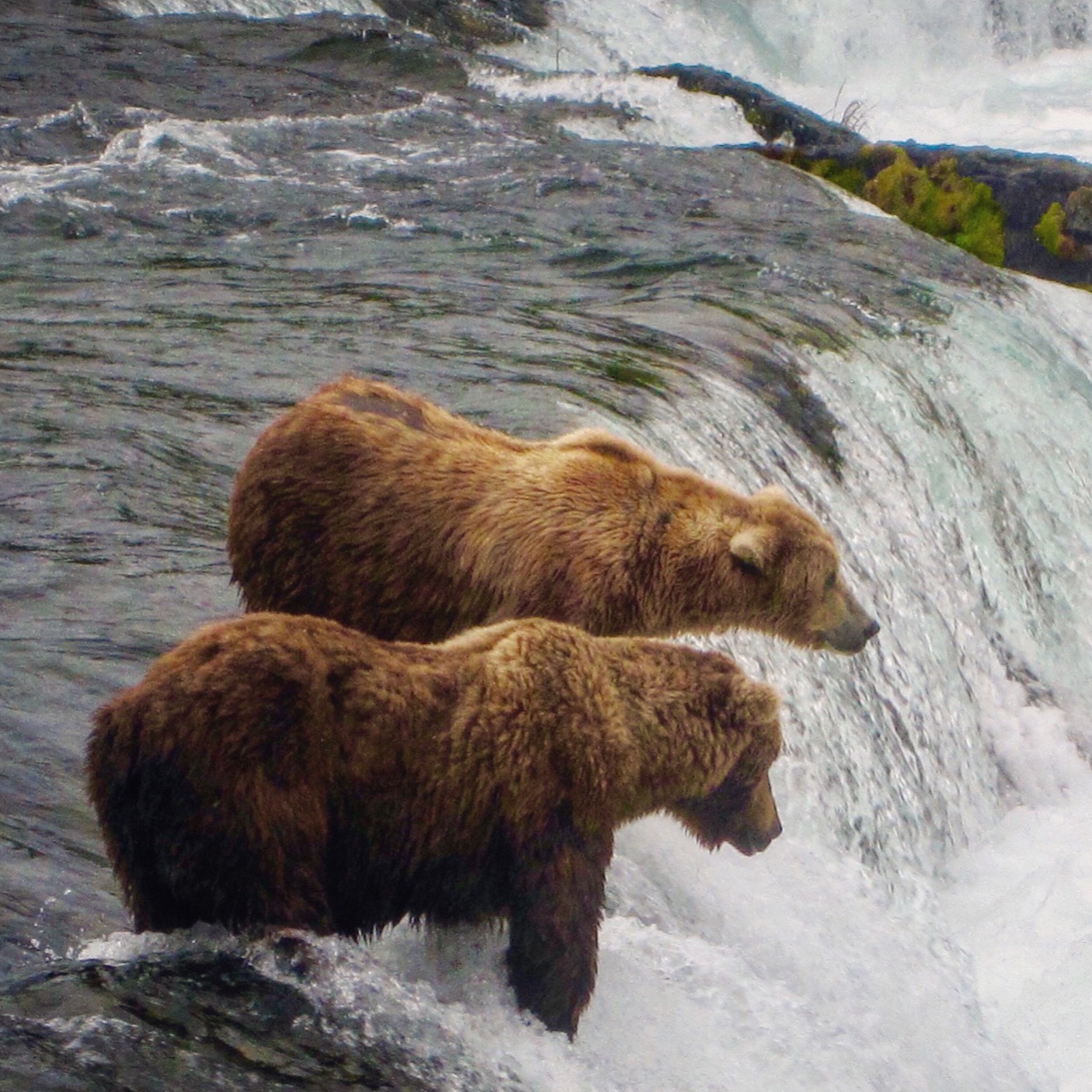 #08: Katmai National Park: Bear Watching