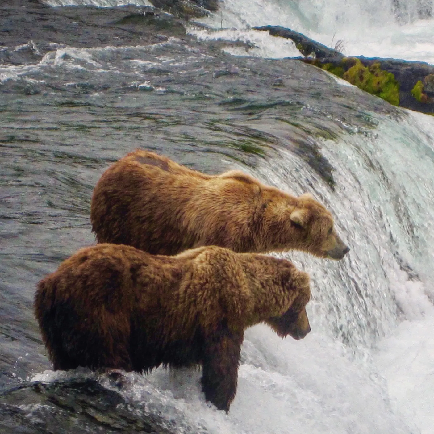 #08: Katmai National Park: Bear Watching #08: Katmai National Park: Bear Watching