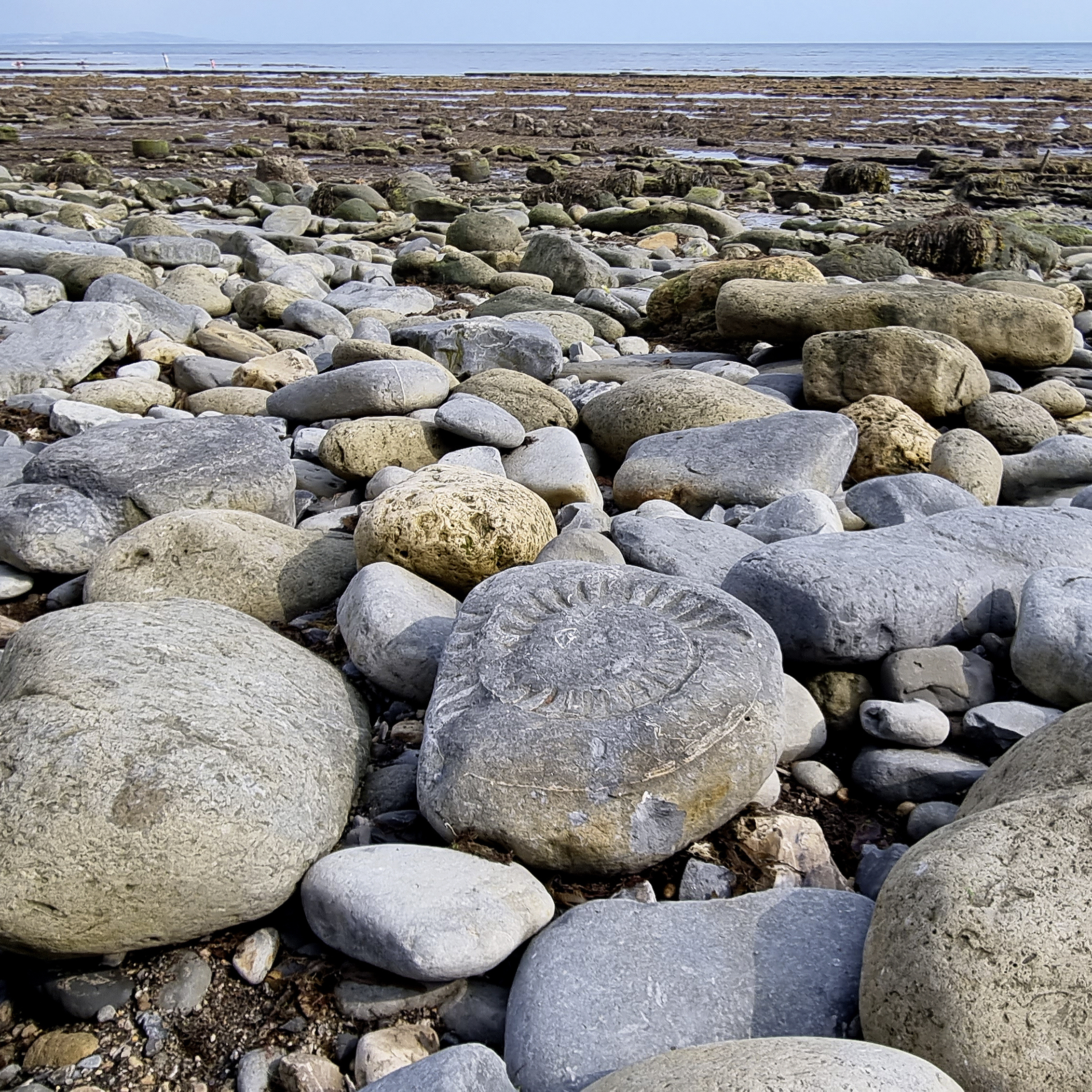 220: Tales of ancient fossils and fossil hunters in Dorset