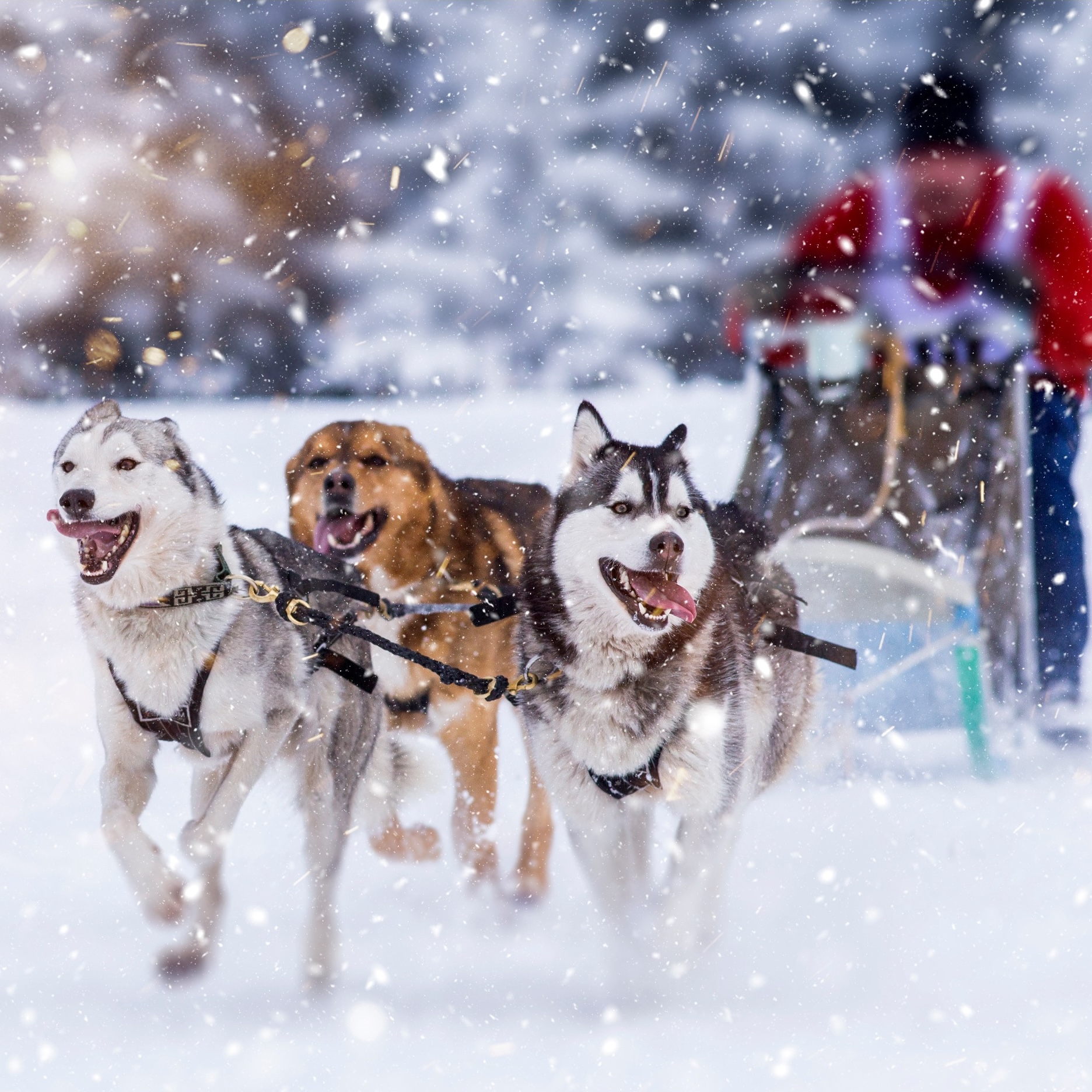 #145 Unique Experiences in the National Parks