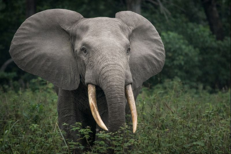 The Elephant We Nearly Lost: Africa’s Forgotten Forest Giant The Elephant We Nearly Lost: Africa’s Forgotten Forest Giant
