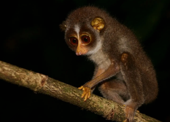 The Slow Loris: Cute but Deadly