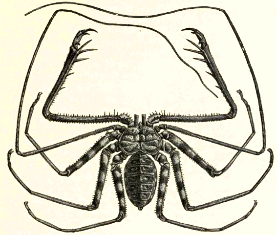 Ants: Tiny Brains, Full Hearts