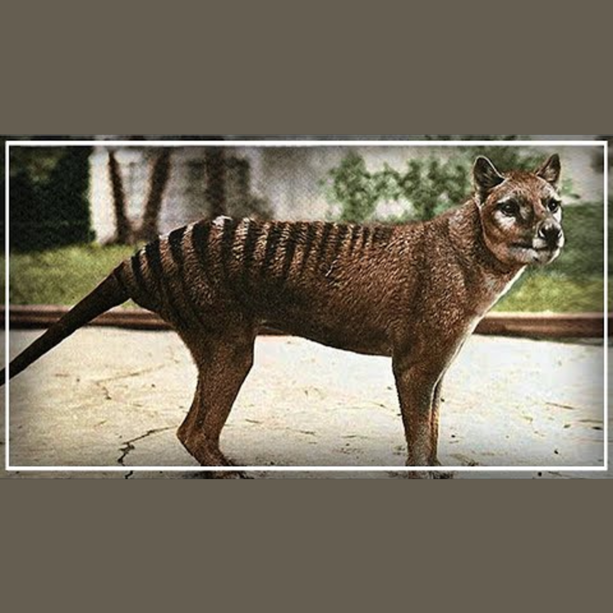 Thylacine - The Tasmanian Tiger (Feat. Natures Reality) episode artwork