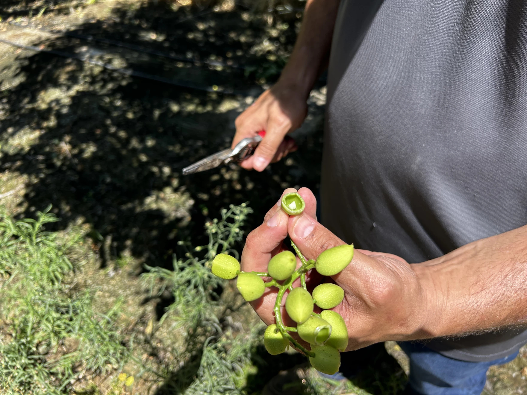 Demand for Pistachios Clashes With Climate Reality episode artwork