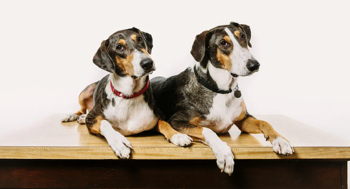¿Clonar o no clonar (mascotas)?, esa es la cuestión