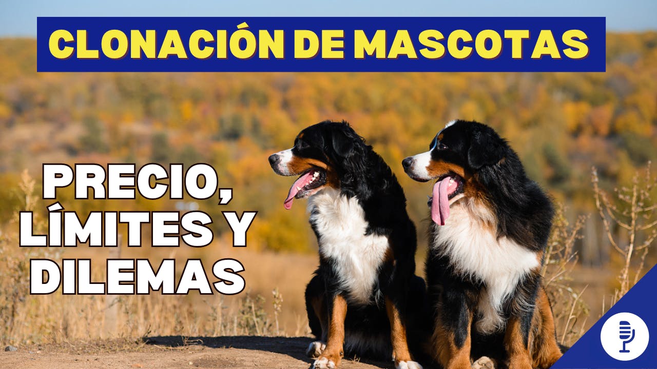 Clonación de mascotas Clonación de mascotas