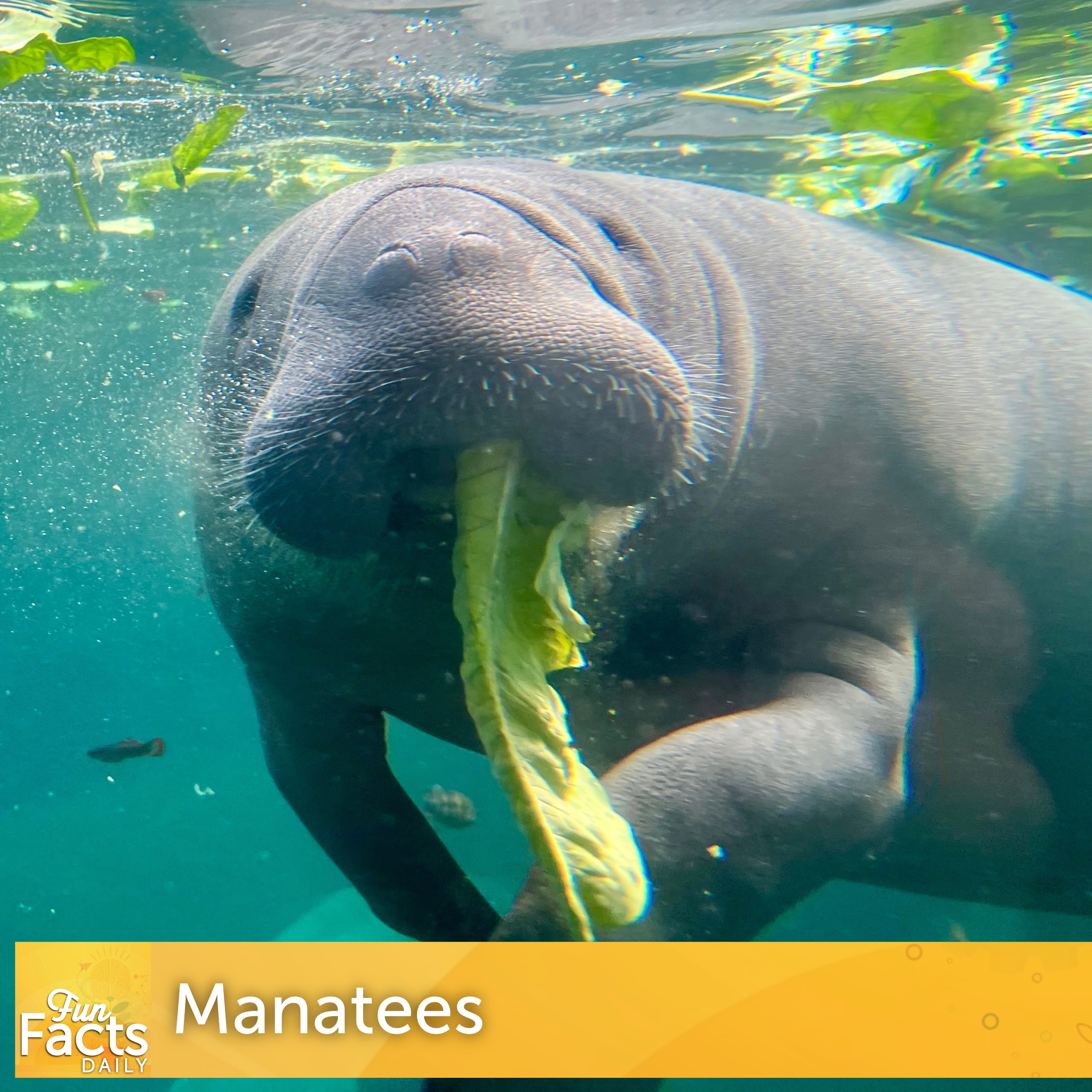 Fun Facts About Manatees