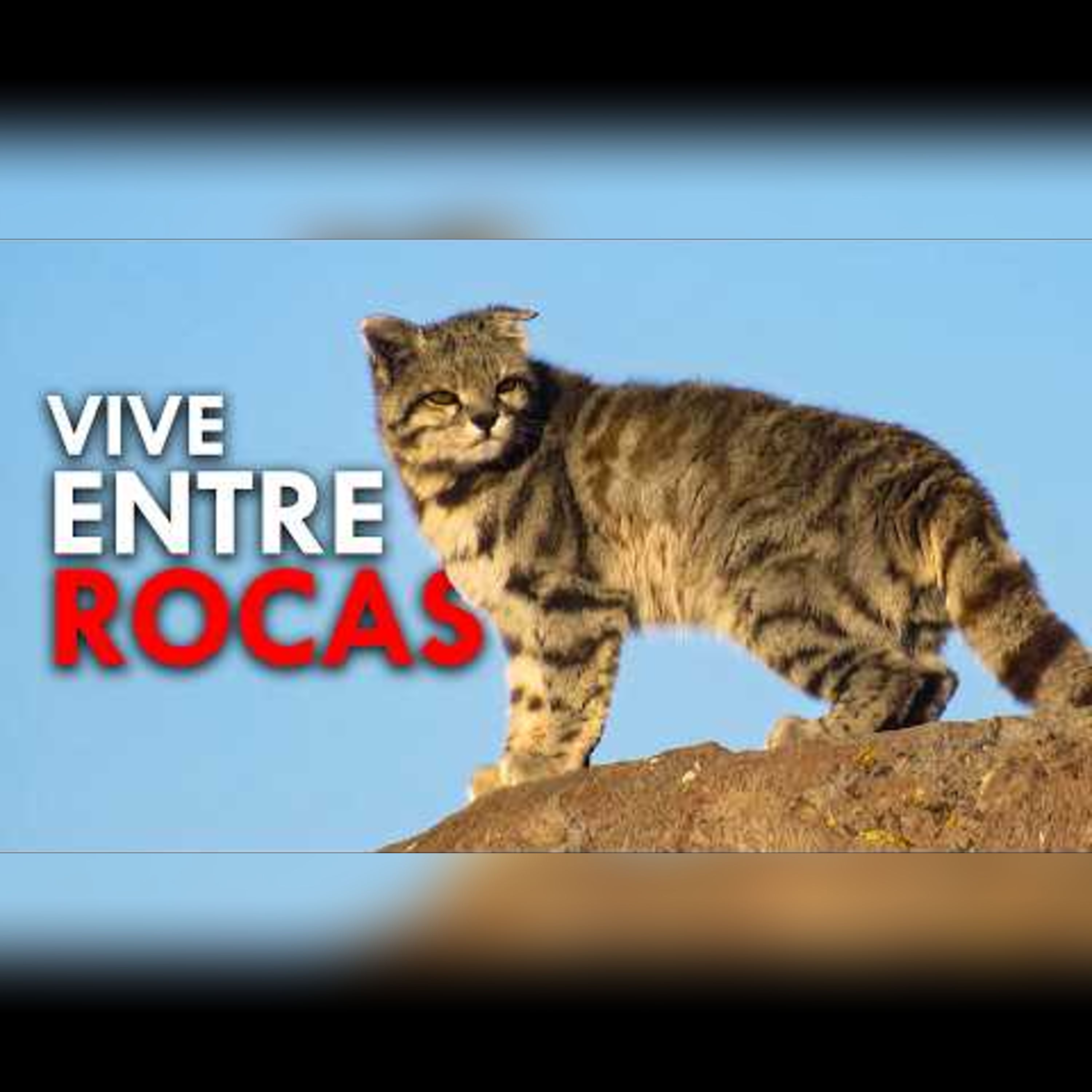 Así se ve el felino más misterioso de los Andes episode artwork