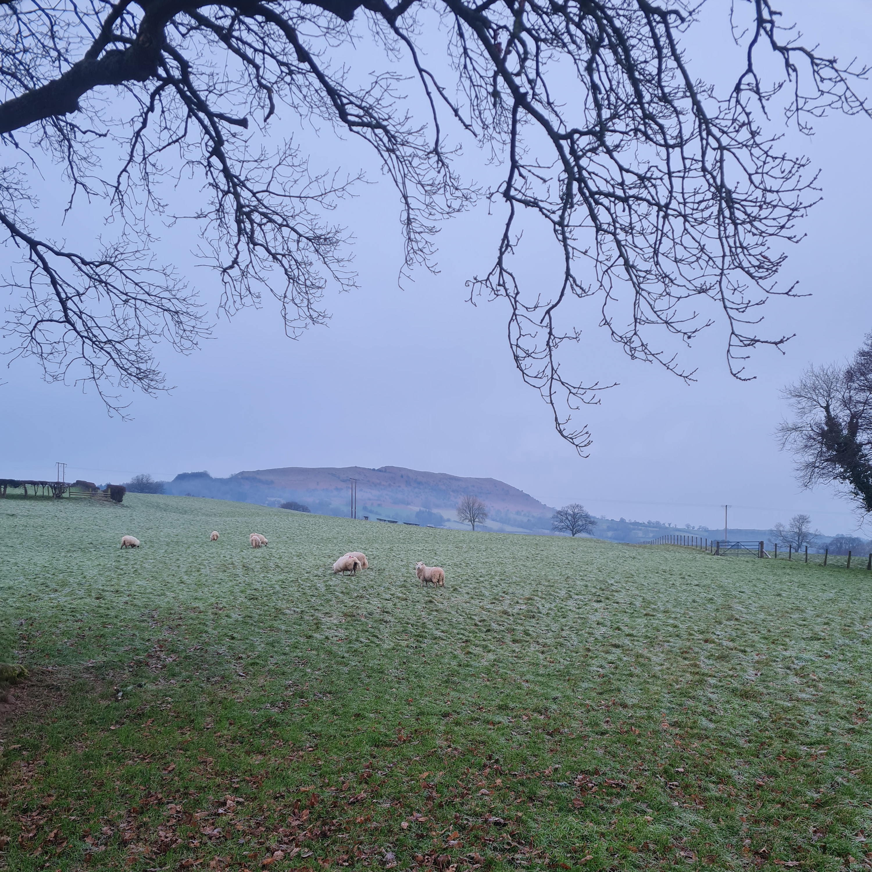 Sound Escape 205. A winter morning's walk through fields of frost