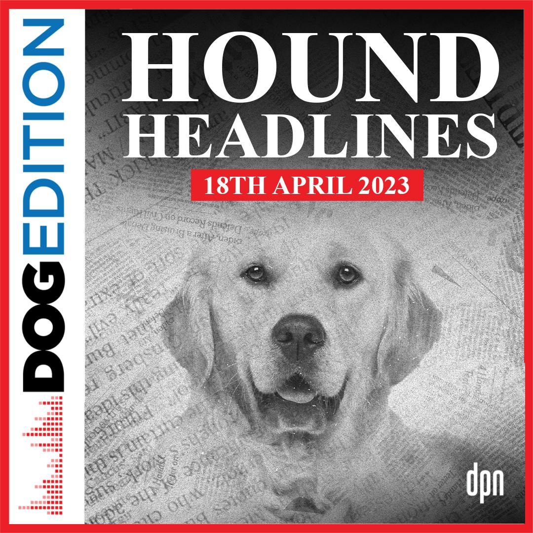 Hound Headlines 4/18/23 | Dog Edition #92 Hound Headlines 4/18/23 | Dog Edition #92