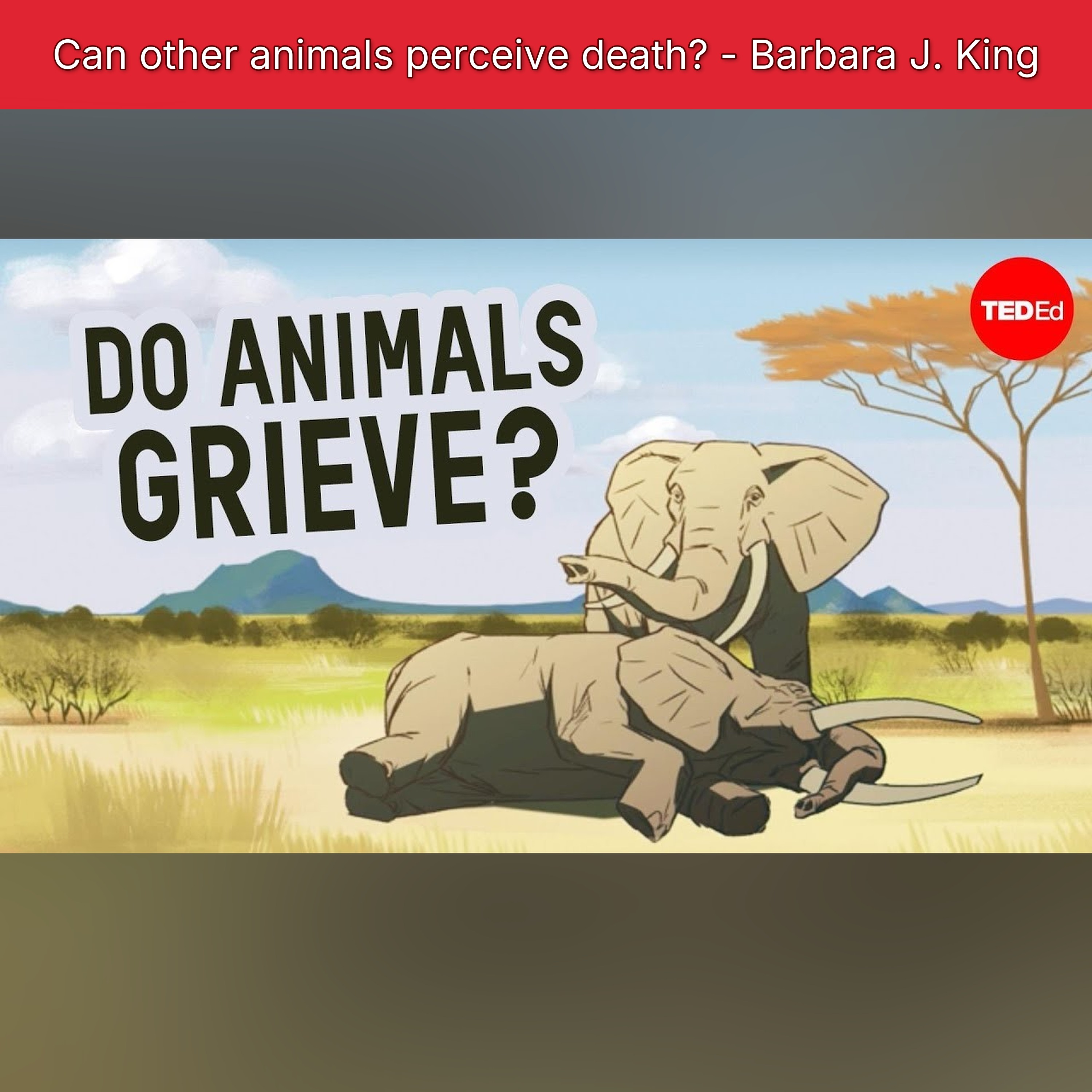 Can other animals perceive death? - Barbara J. King