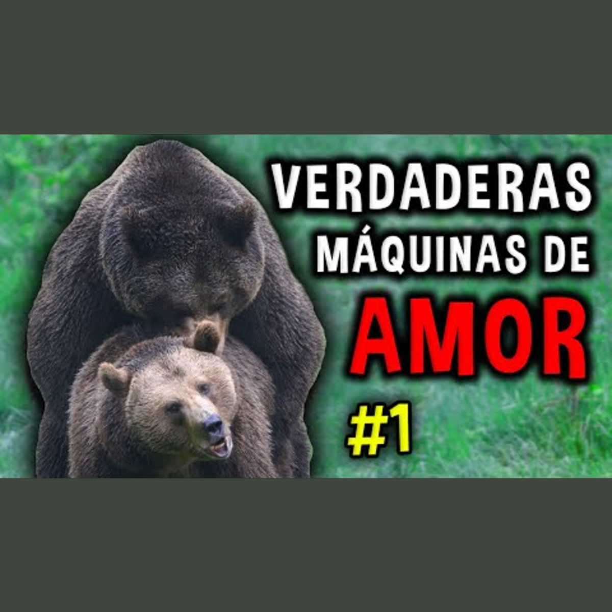 Animalogic En Español