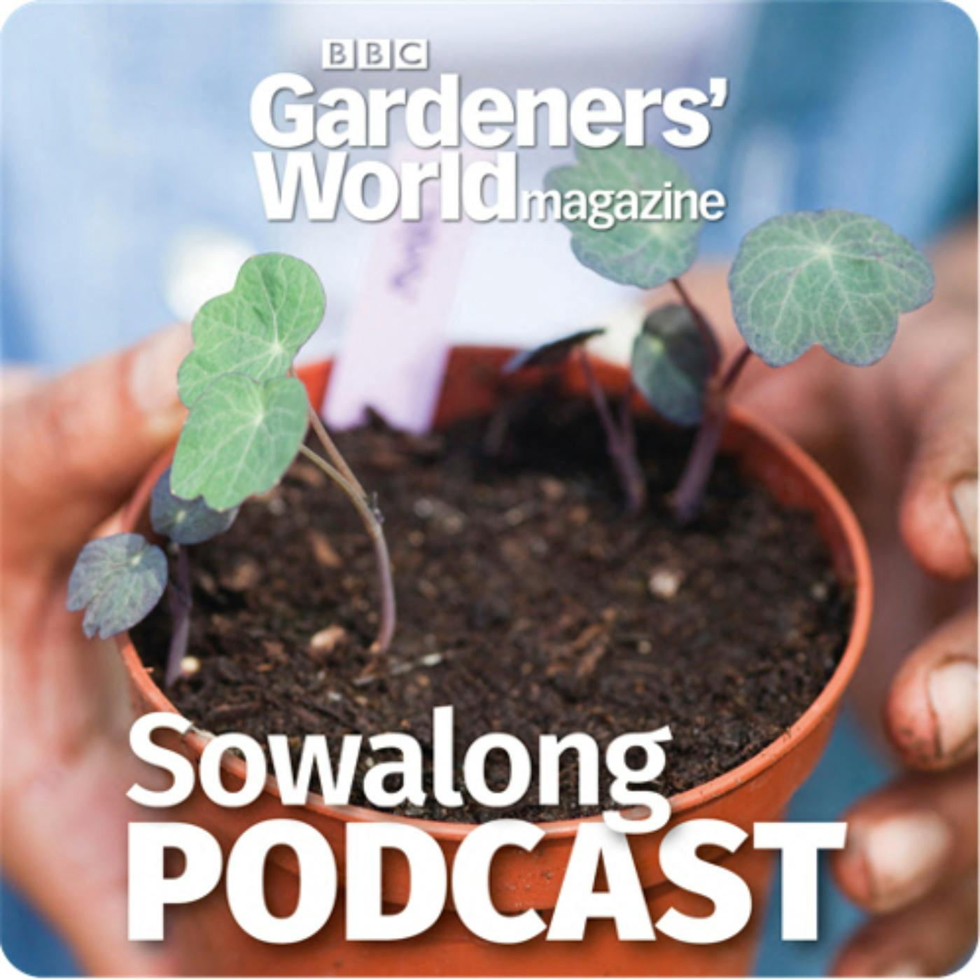 Sowalong: Courgettes with Oliver Parsons