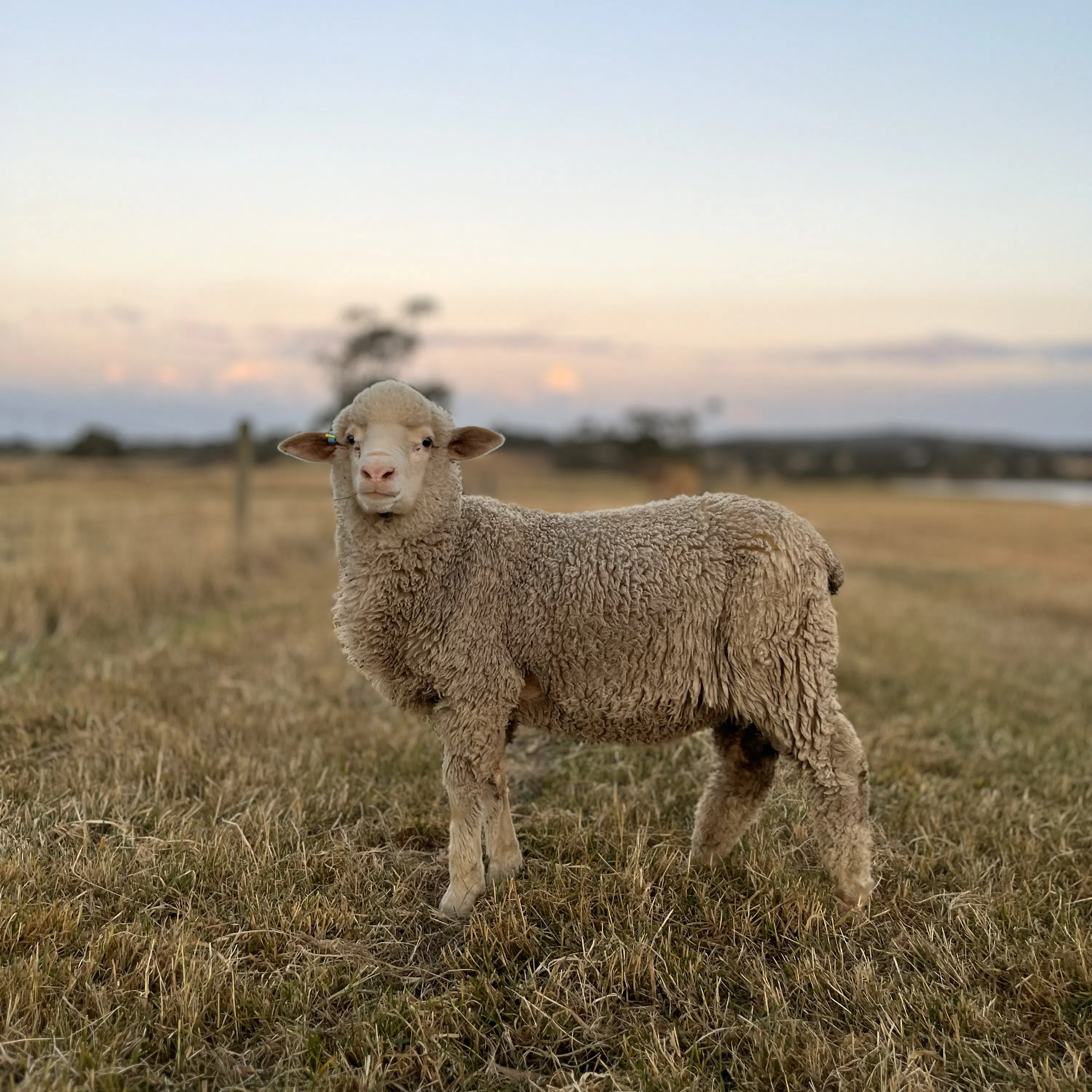 240: Exploring the World of Australian Wool - Samantha Wan episode artwork