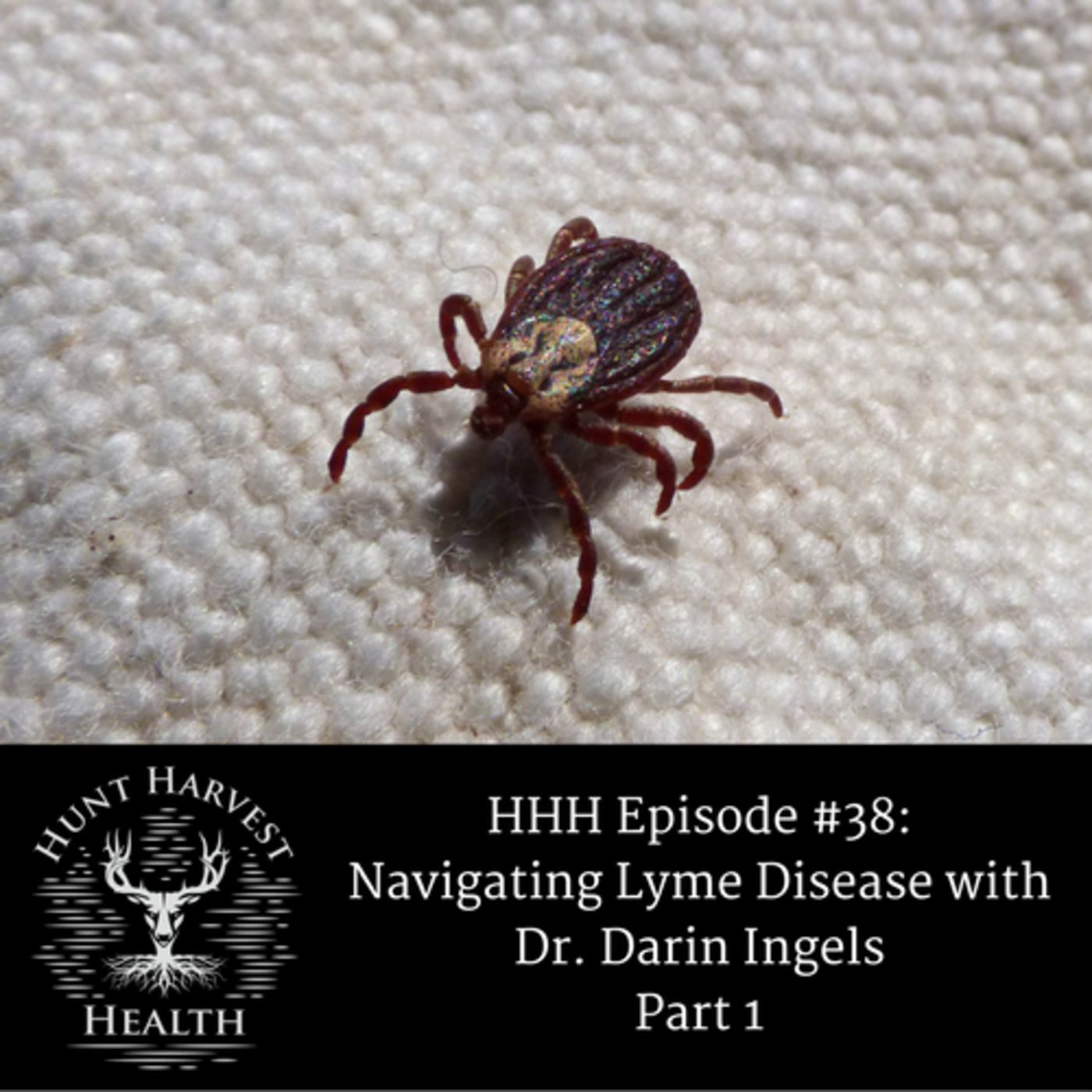 Episode #38:  Navigating Lyme Disease with Dr. Darin Ingels - Part 1