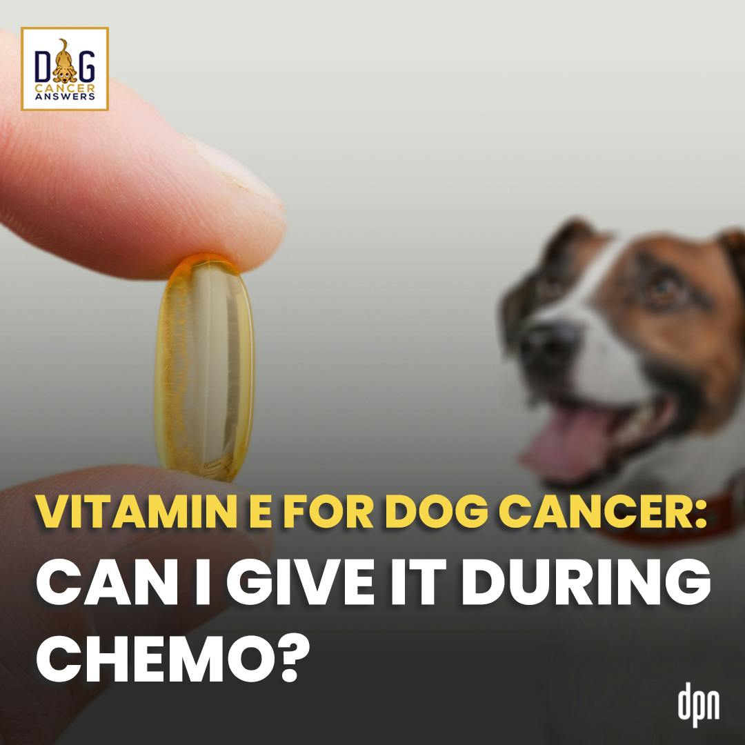 Vitamin E for Dog Cancer: Can I Give It During Chemo? | Dr. Nancy Reese Q&A