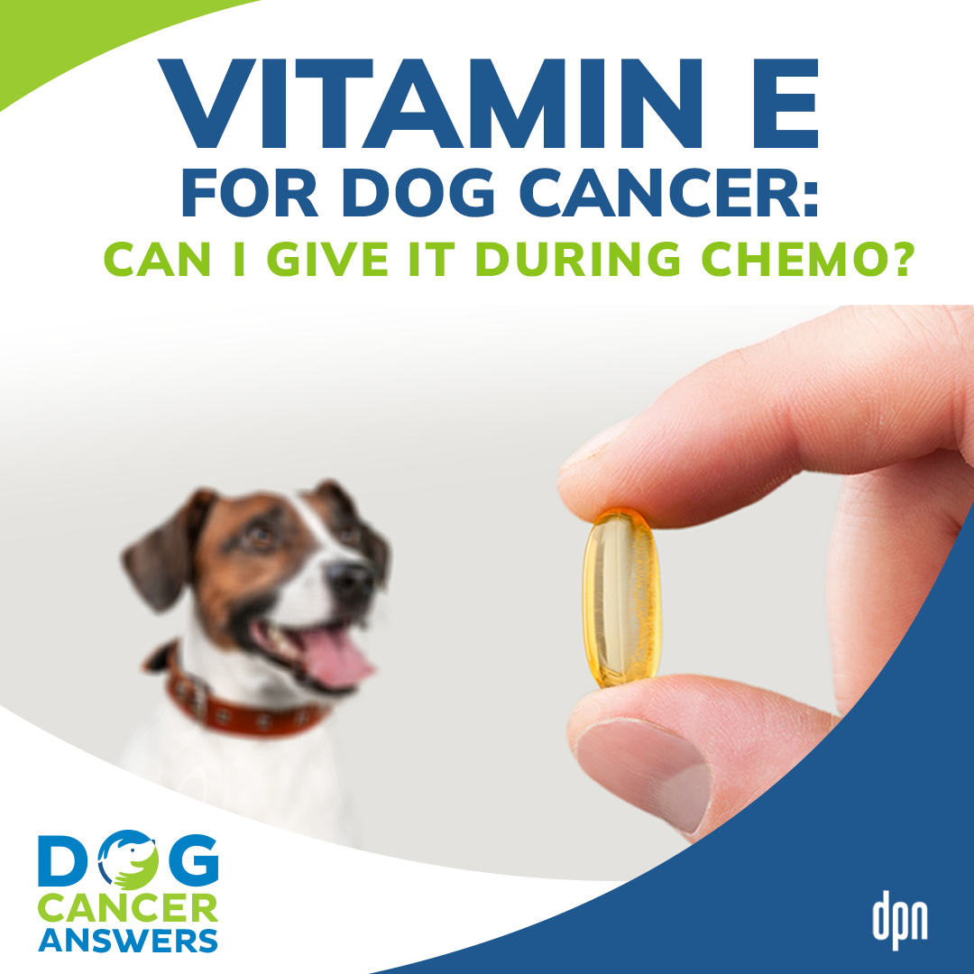 Vitamin E for Dog Cancer: Can I Give It During Chemo? | Dr. Nancy Reese #158