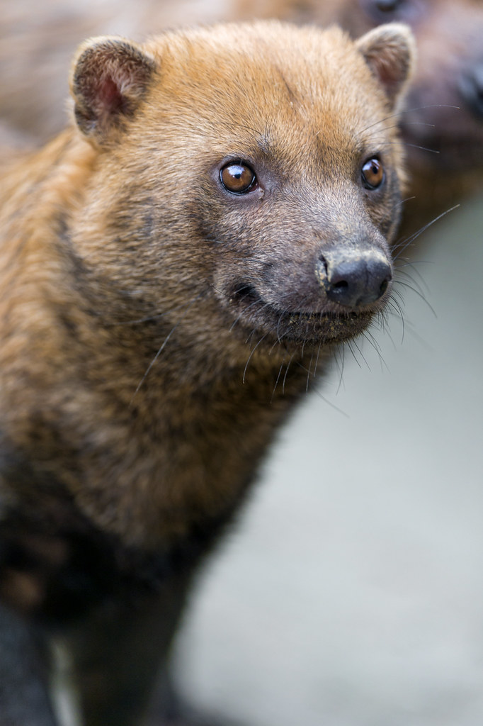 All Creatures Podcast