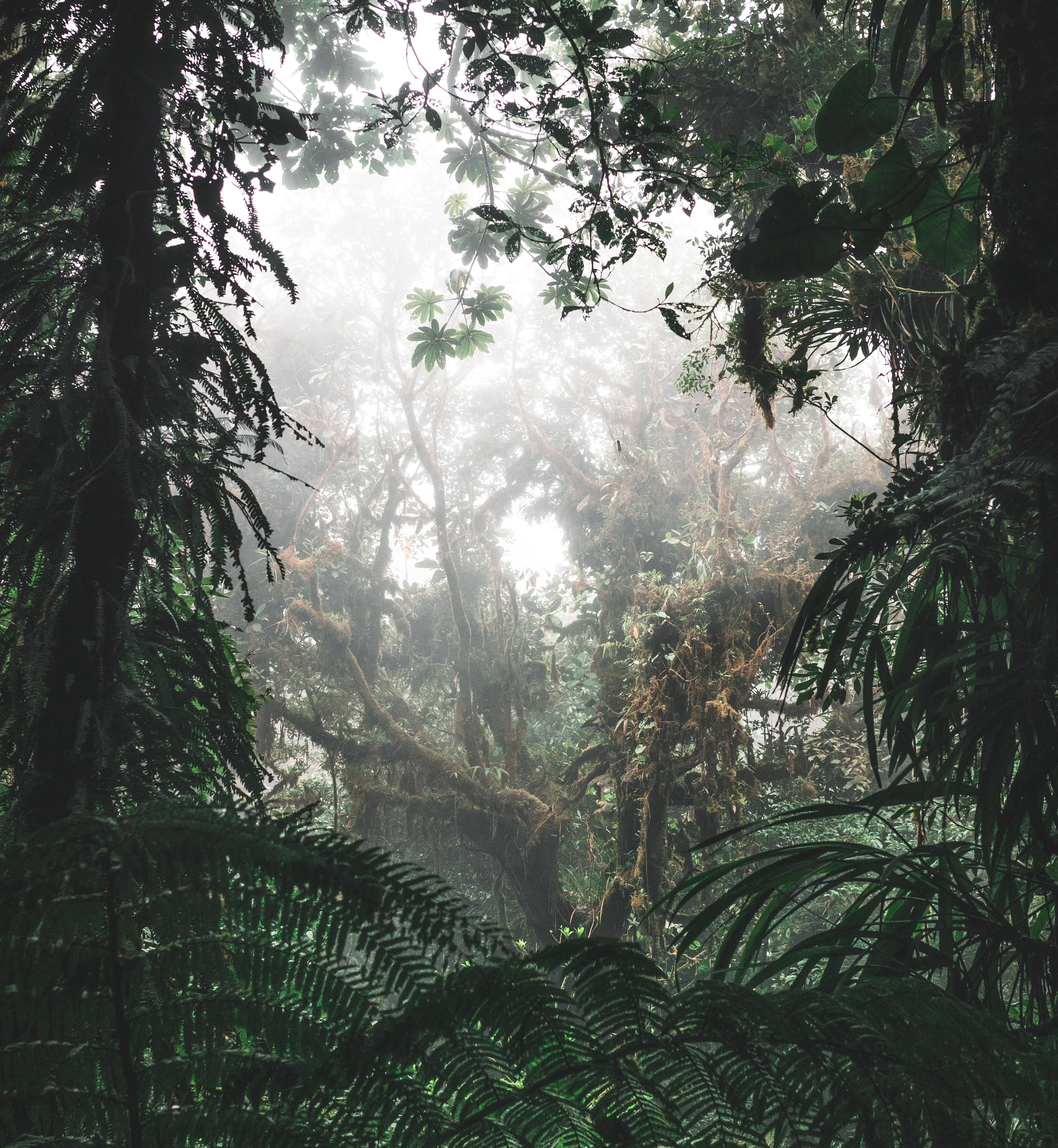 Jungle Shower: 8-Hour Tranquil Rainforest Soundscape for Relaxation, Studying & Sleep episode artwork