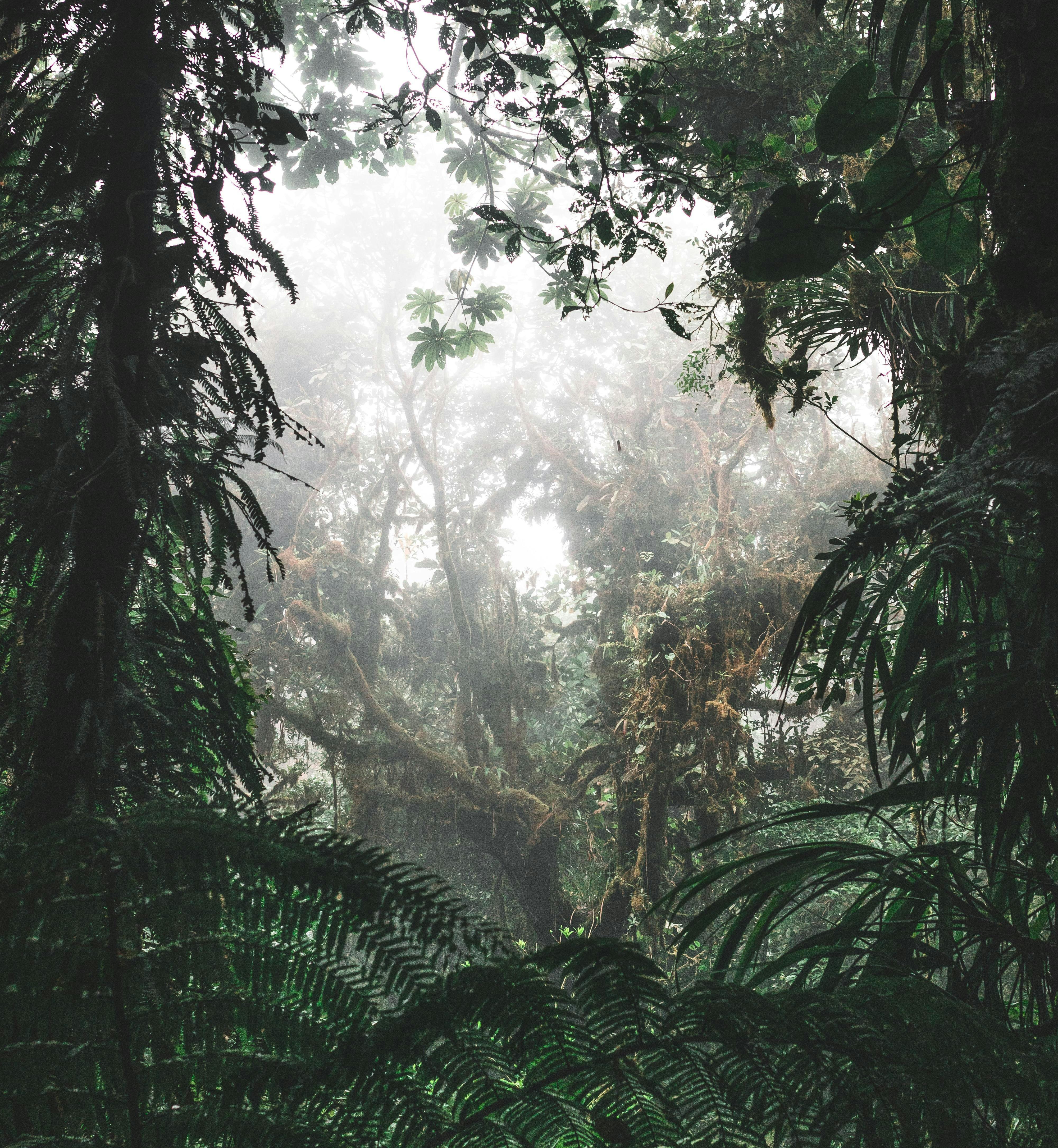 Jungle Shower: 8-Hour Tranquil Rainforest Soundscape for Relaxation, Studying & Sleep