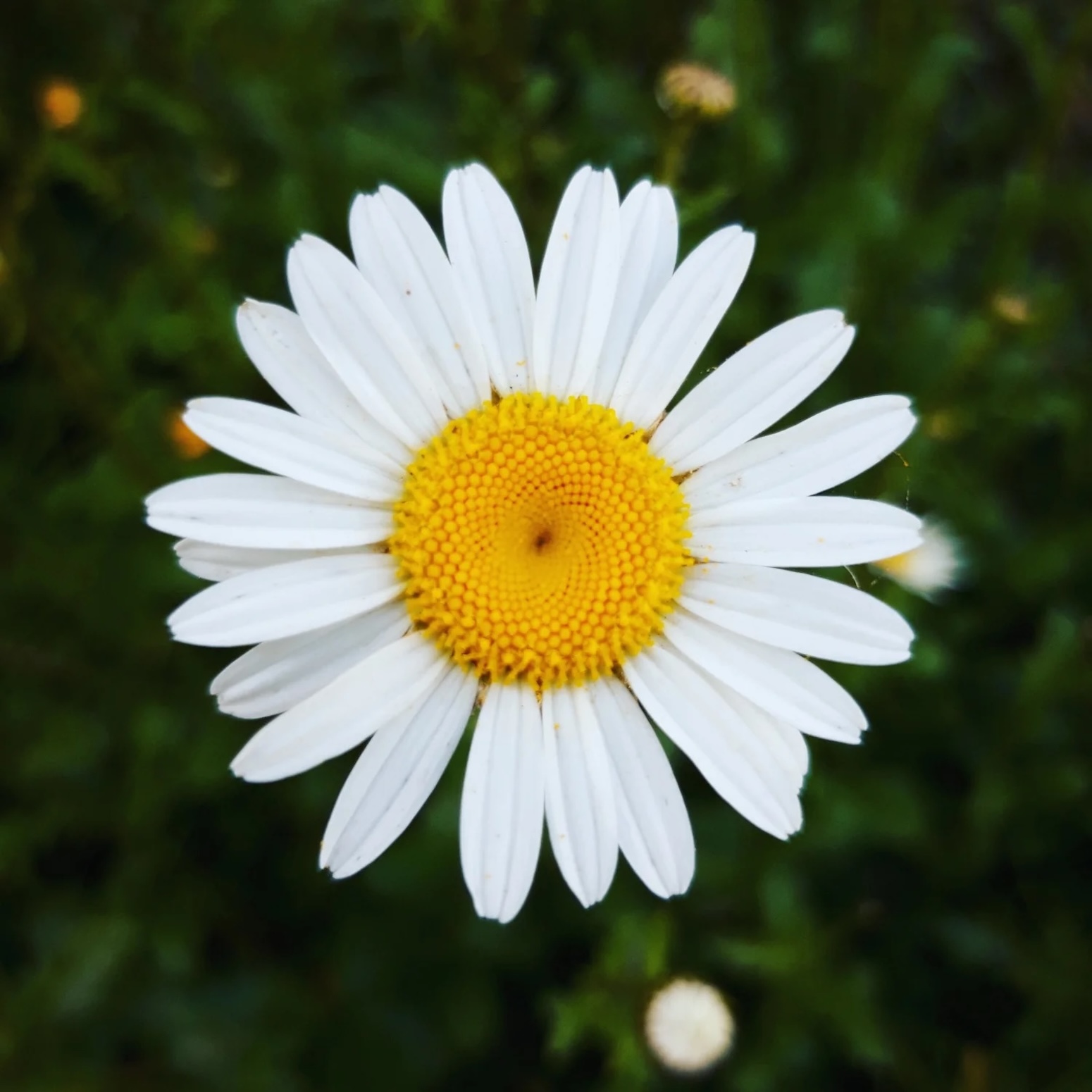 Picking daisies | A life well lived
