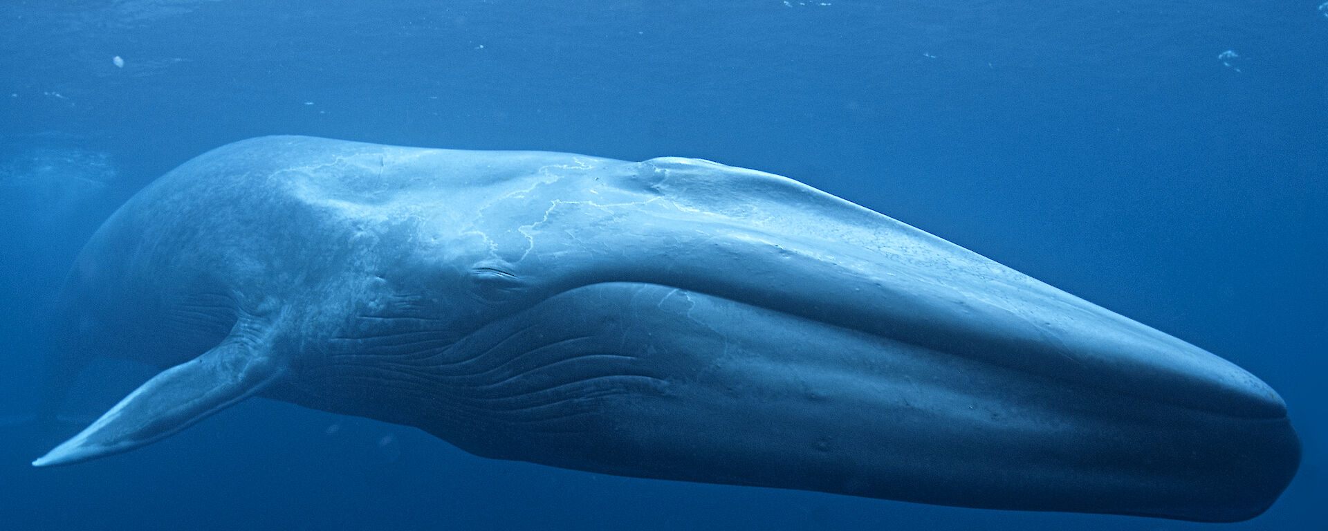 Episode 306: Behemoths of the Sea, Blue Whales