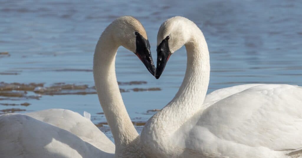 Episode 310: Swans Love for Life