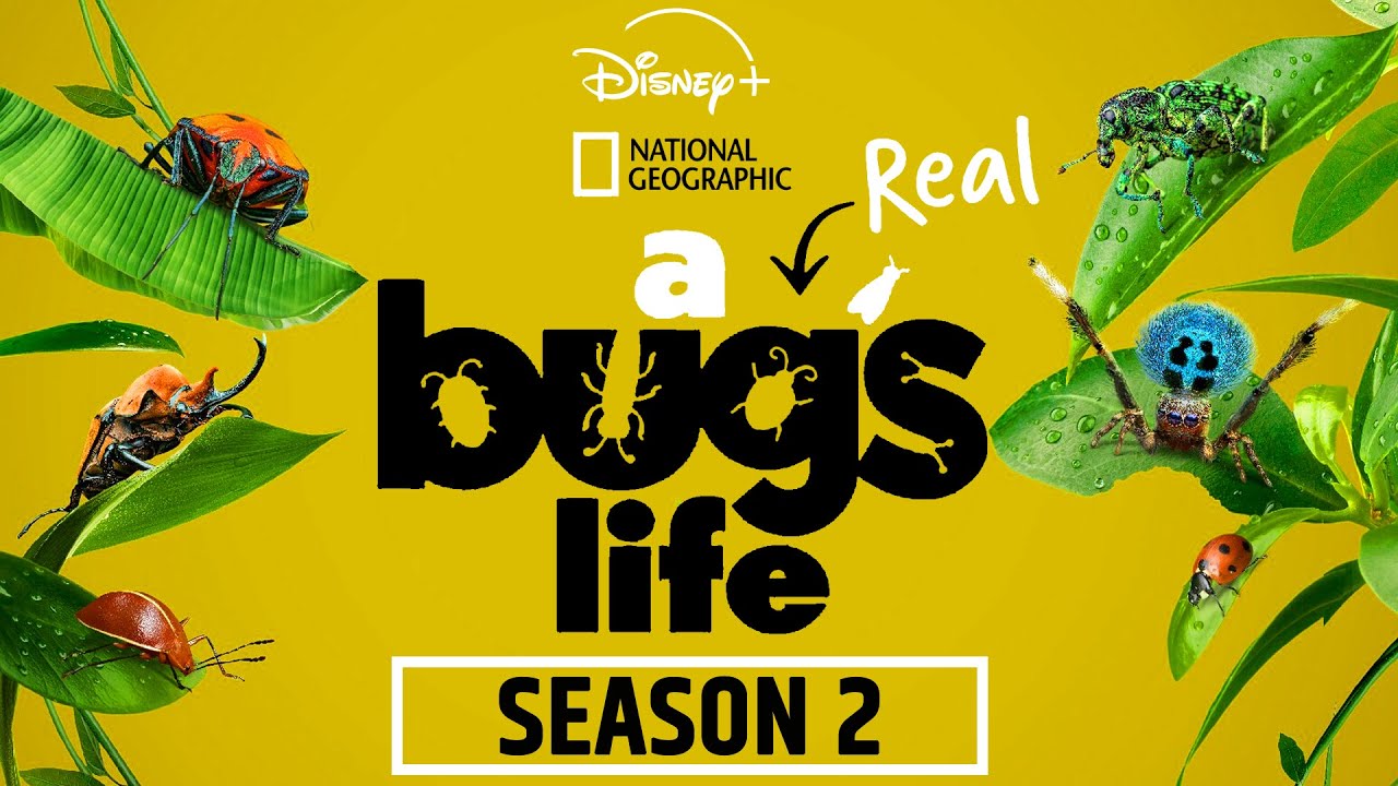 The Micro Universe: Insights from A Real Bug's Life