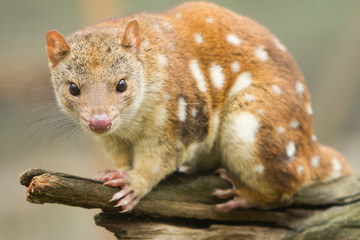Episode 315: Carnivorous Quolls