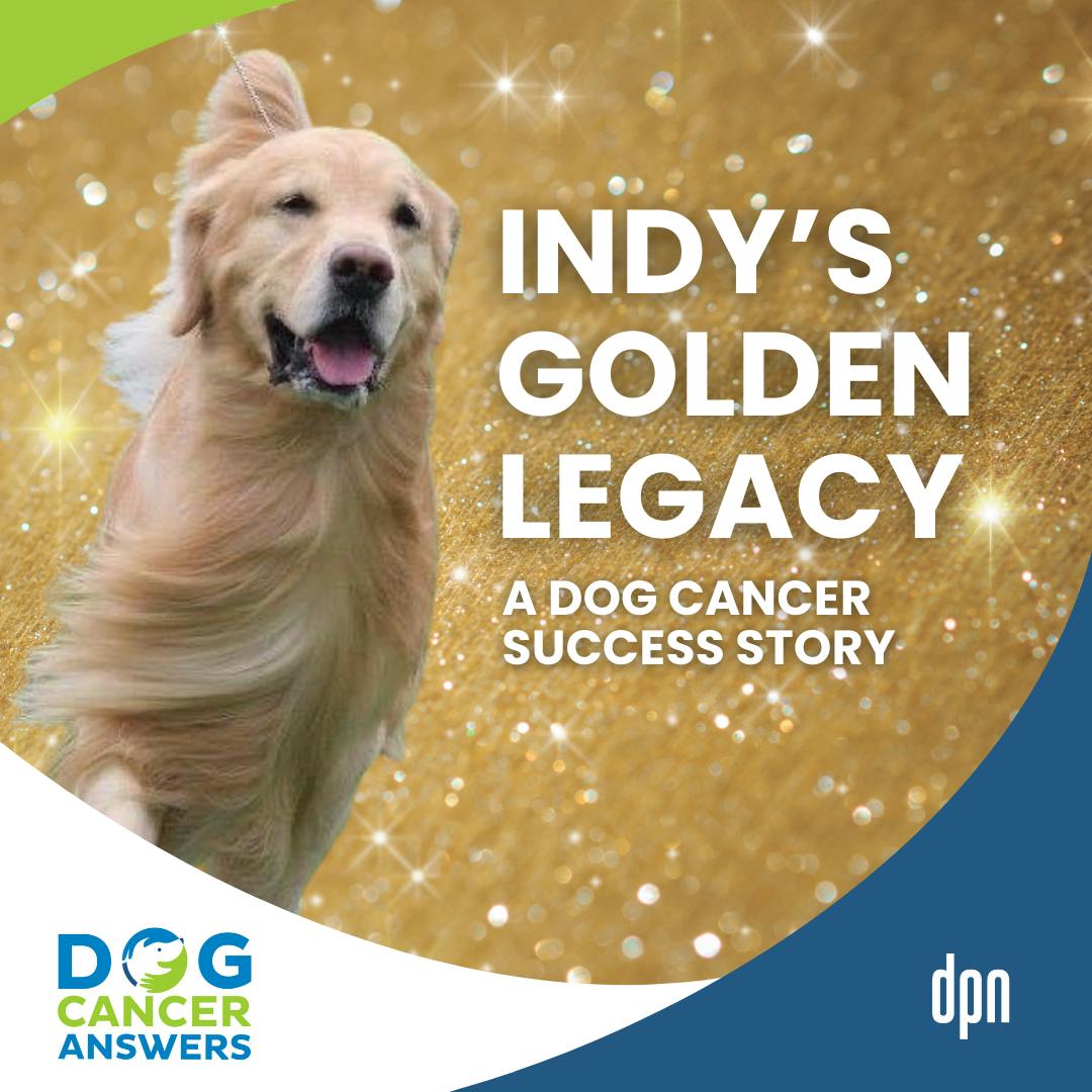 Dog Cancer Success Story: Indy’s Golden Legacy and Inspiring Impact | Dr. Mike Lappin, Kimberly Peri #297 Dog Cancer Success Story: Indy’s Golden Legacy and Inspiring Impact | Dr. Mike Lappin, Kimberly Peri #297