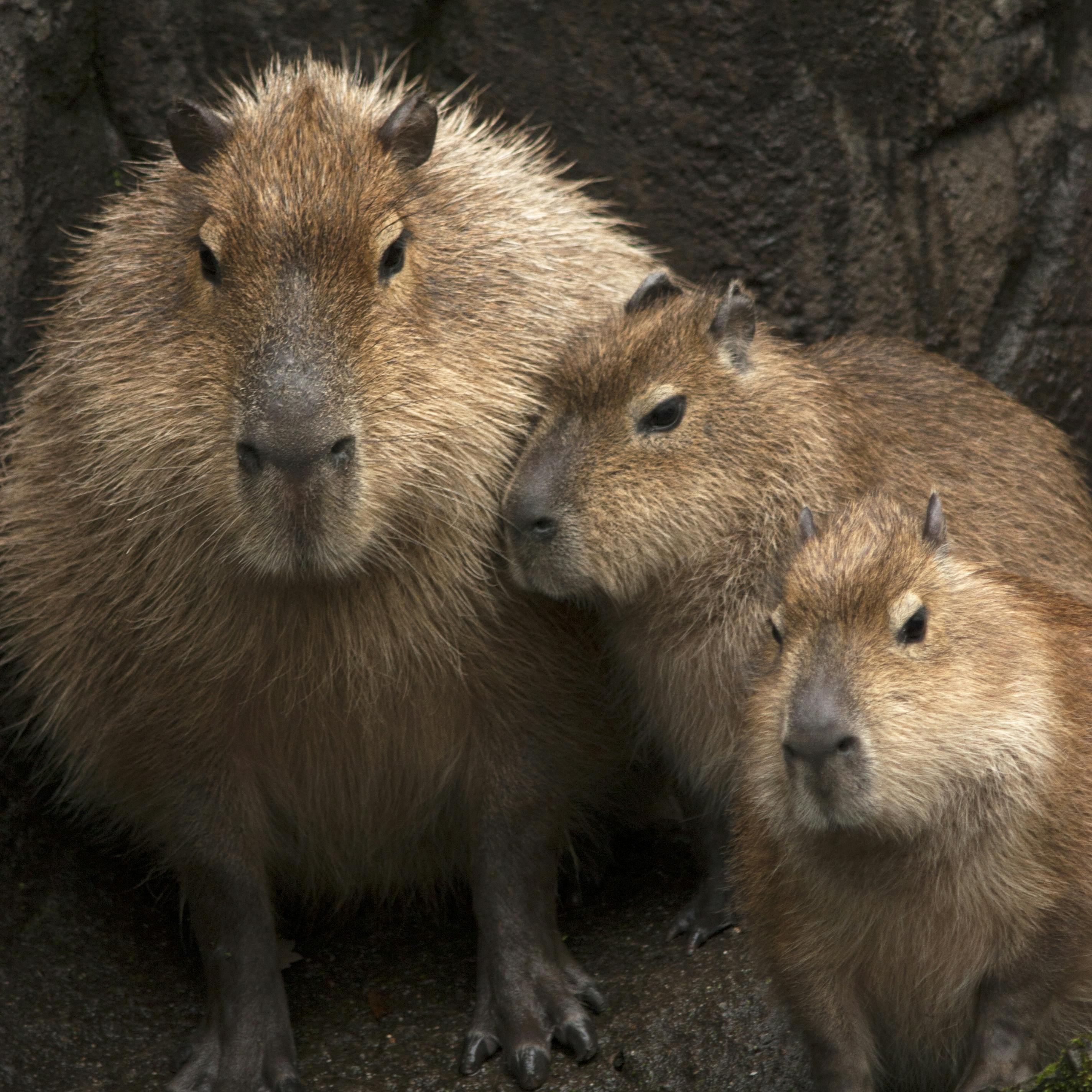 Episode 316: Chilling With Capybaras