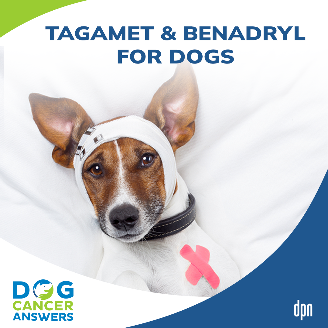Tagamet and Benadryl for Dogs | Nancy Reese, DVM, MPVM, PhD #130