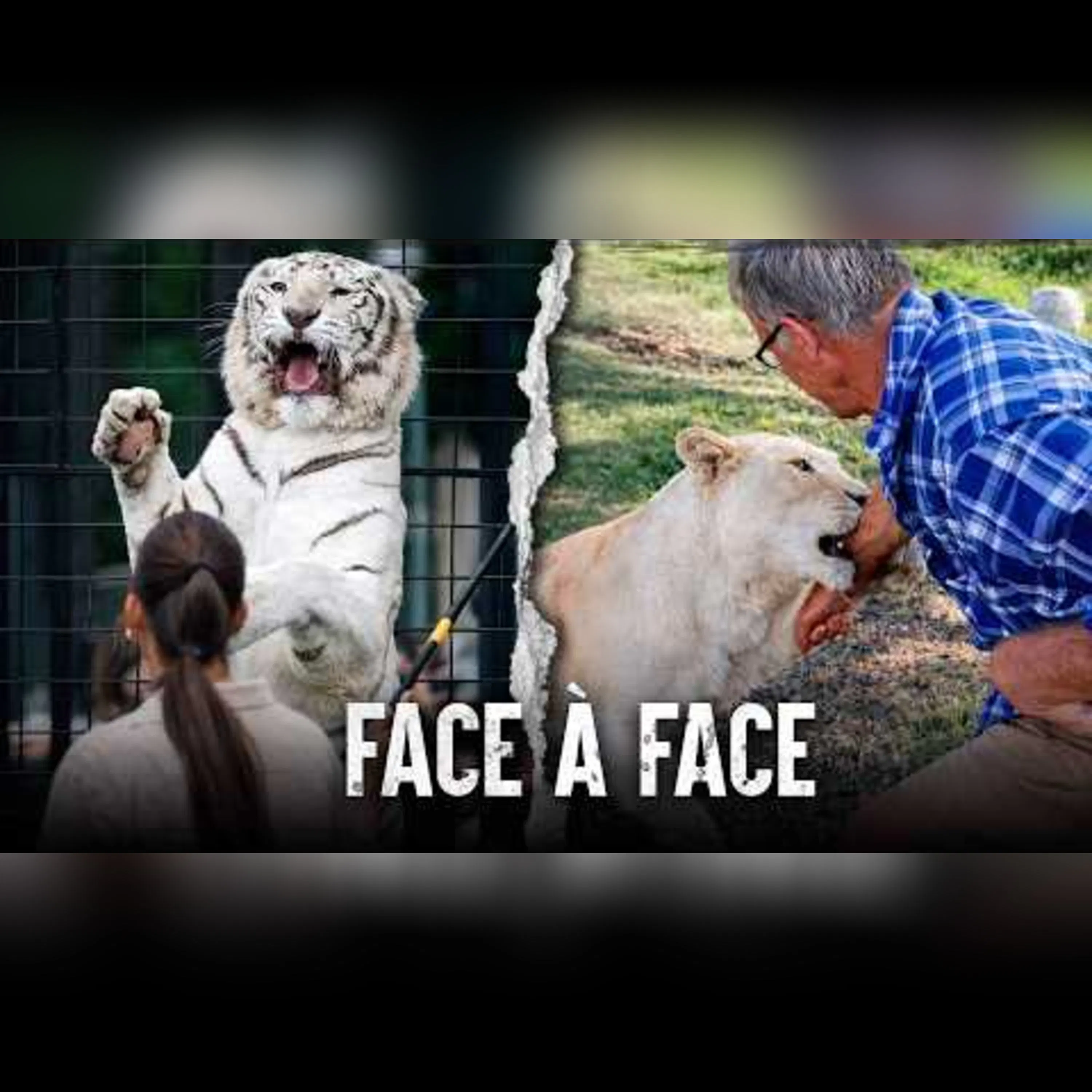 Quand les gens oublient que les lions nous voient comme des proies episode artwork