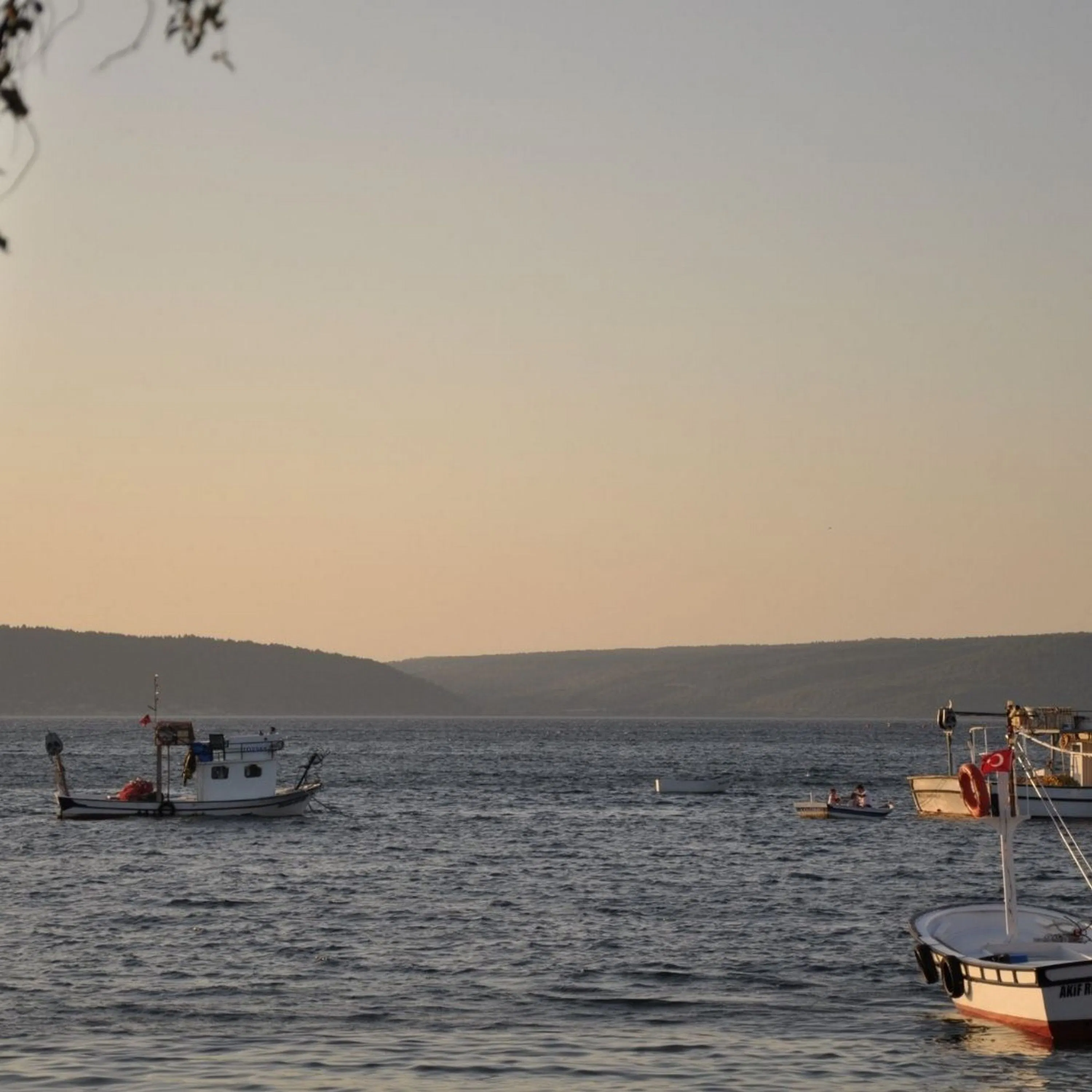 Qu’est-ce que la morve de mer ?