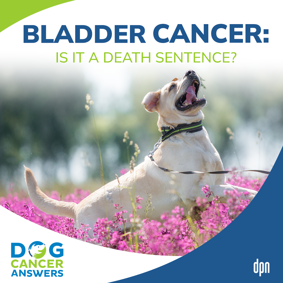 Bladder Cancer in Dogs: Is It a Death Sentence? | Dr. Nancy Reese, DVM, PhD #143