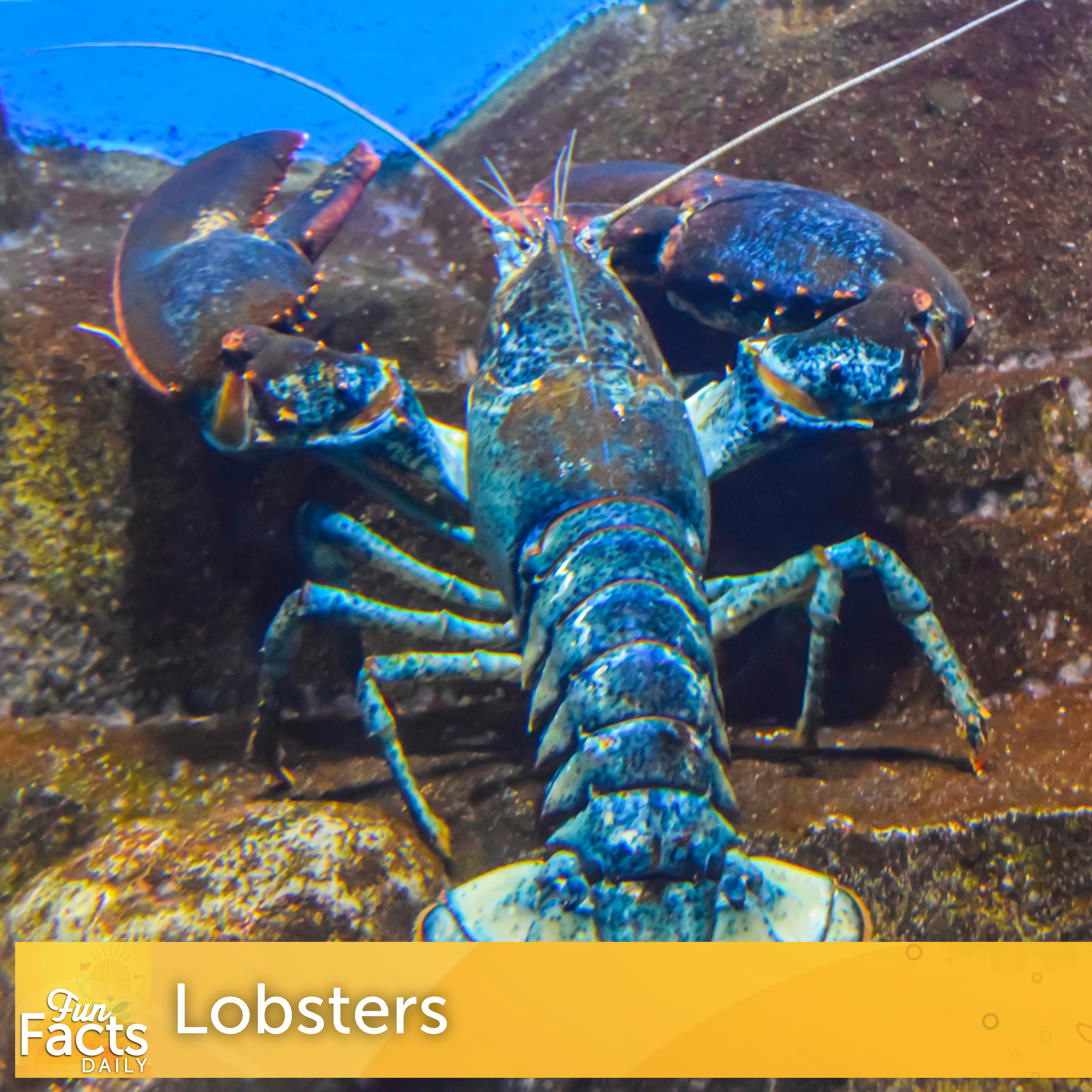Fun Facts About Lobsters