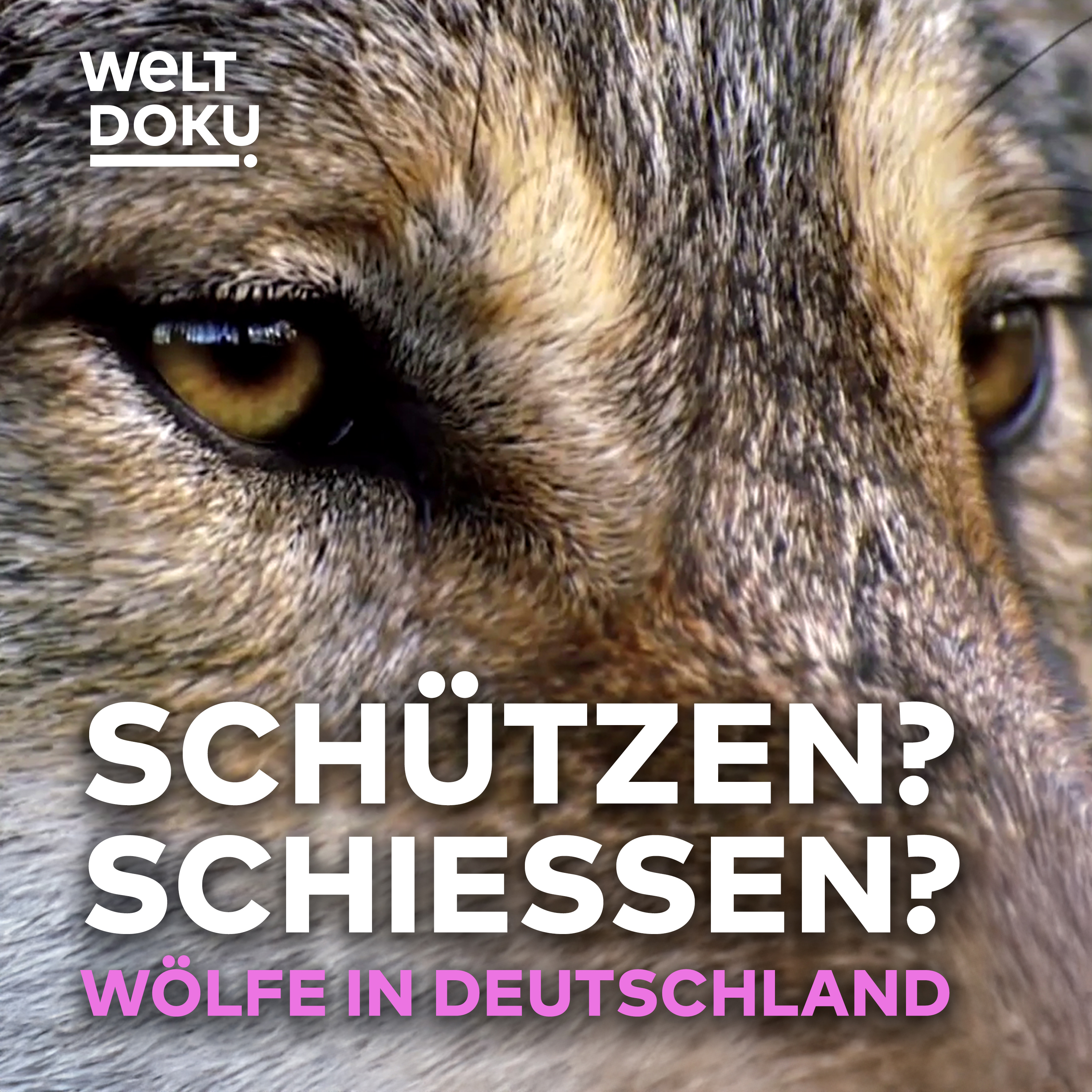SCHÜTZEN ODER SCHIESSEN? Das Märchen vom guten und bösen Wolf – TEIL 1 episode artwork