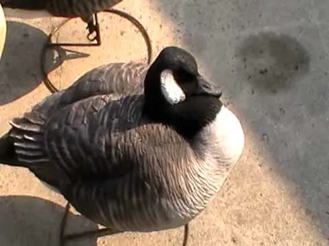 Waterfowl Wednesday #6