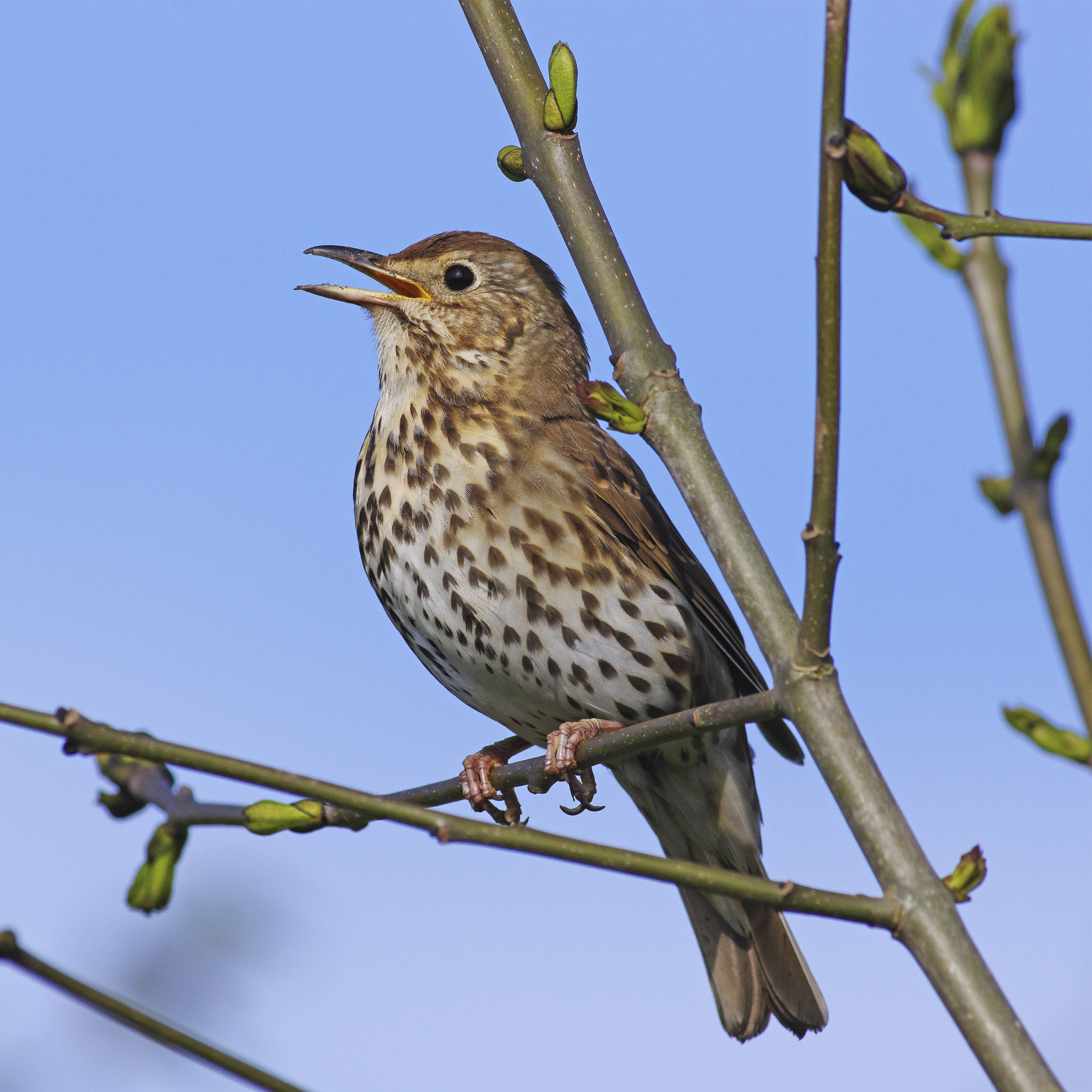 Sound Escape 209. Be beguiled by a song thrush singing at dawn