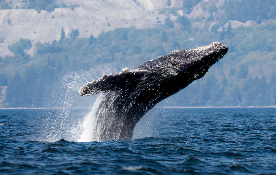 Humpback Whales – The Ocean’s Vocalists