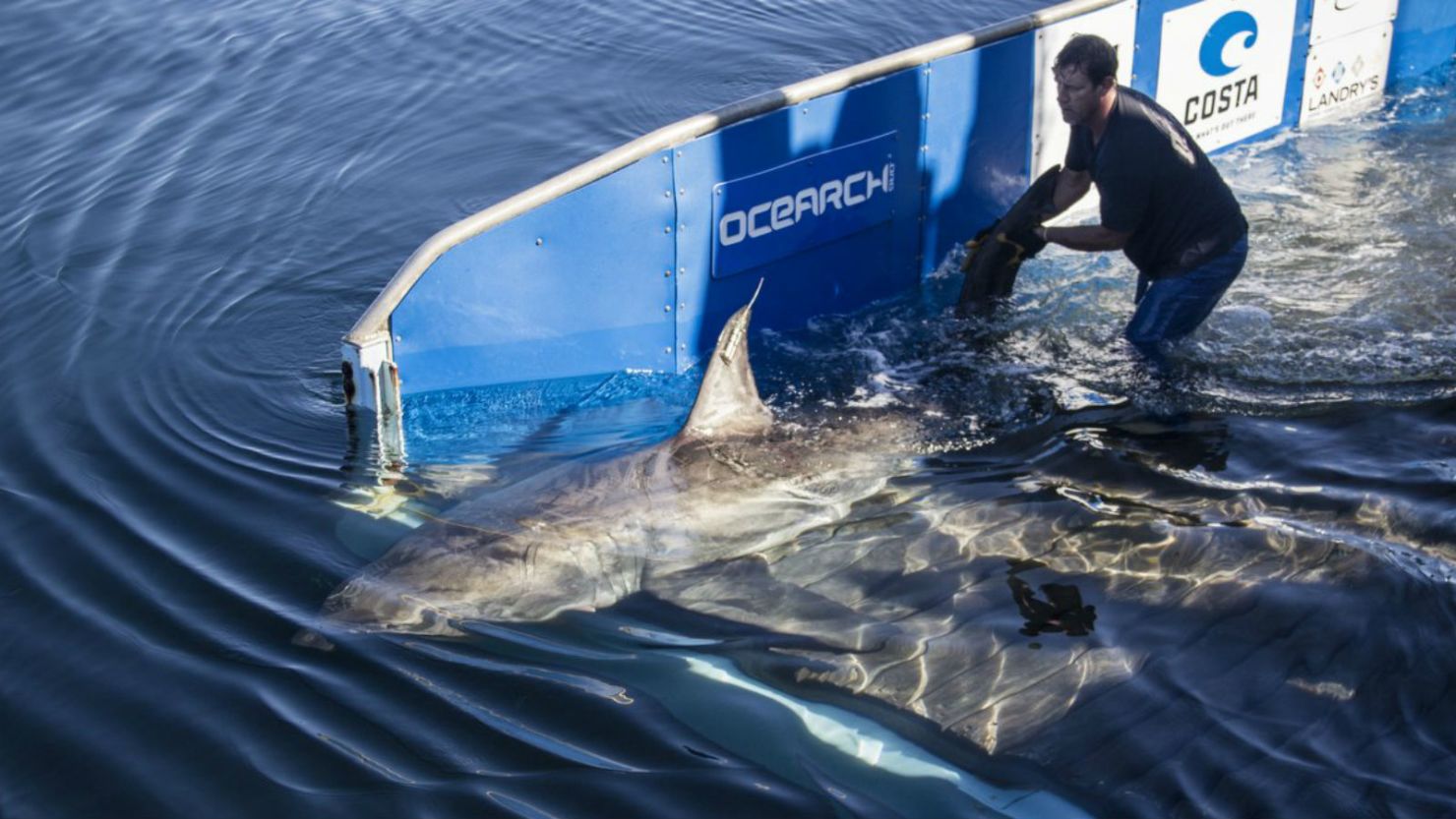 Facts over Fear w/OCEARCH Founder Chris Fischer