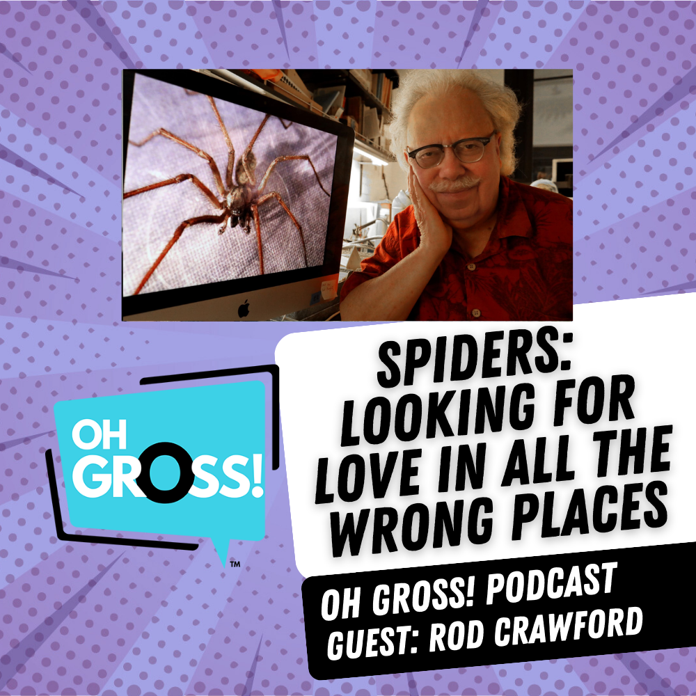 Spiders:  Looking for love in all the wrong places episode artwork