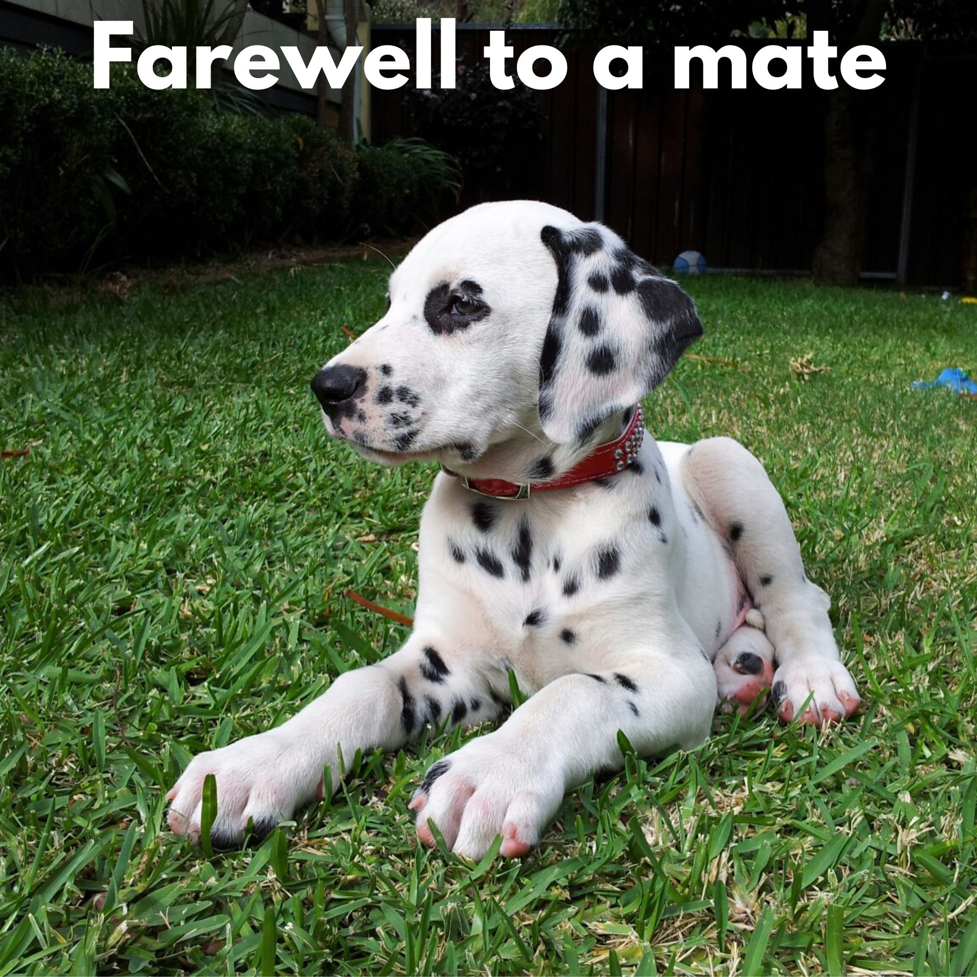 #610 PRIVATE - F1 In Vegas and a Sad Farewell