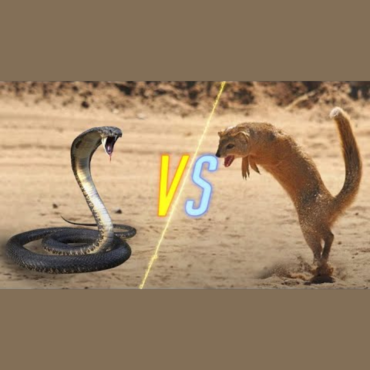 Cobra Snake vs. Mongoose episode artwork