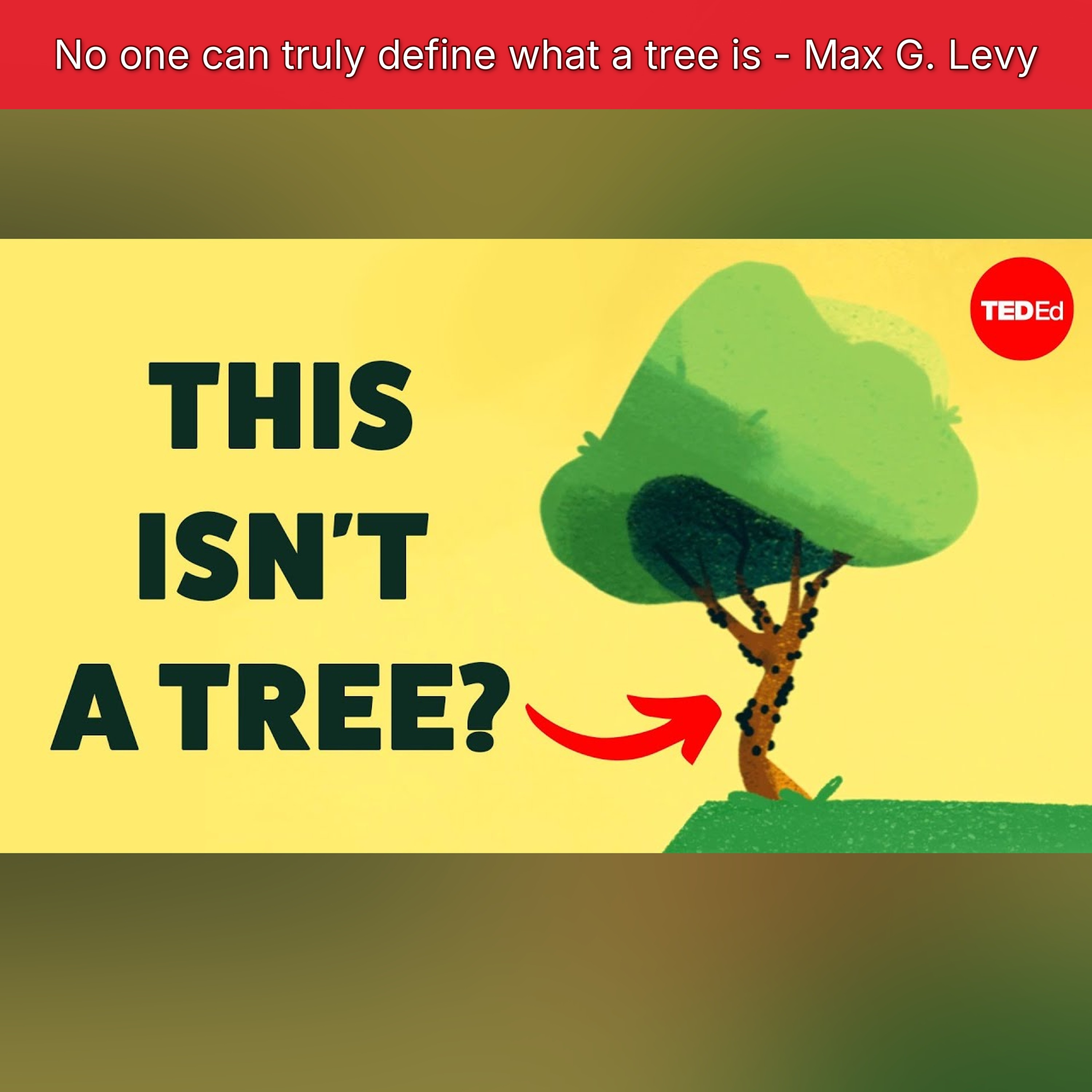 No one can truly define what a tree is - Max G. Levy episode artwork