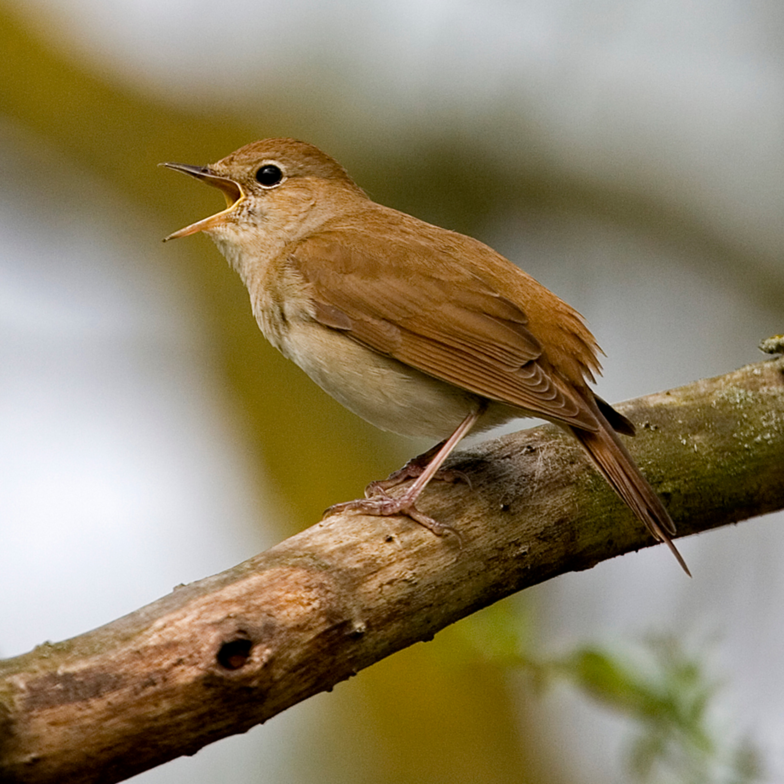 Sound Escape 228. The sheer delight of a nightingale singing at dawn