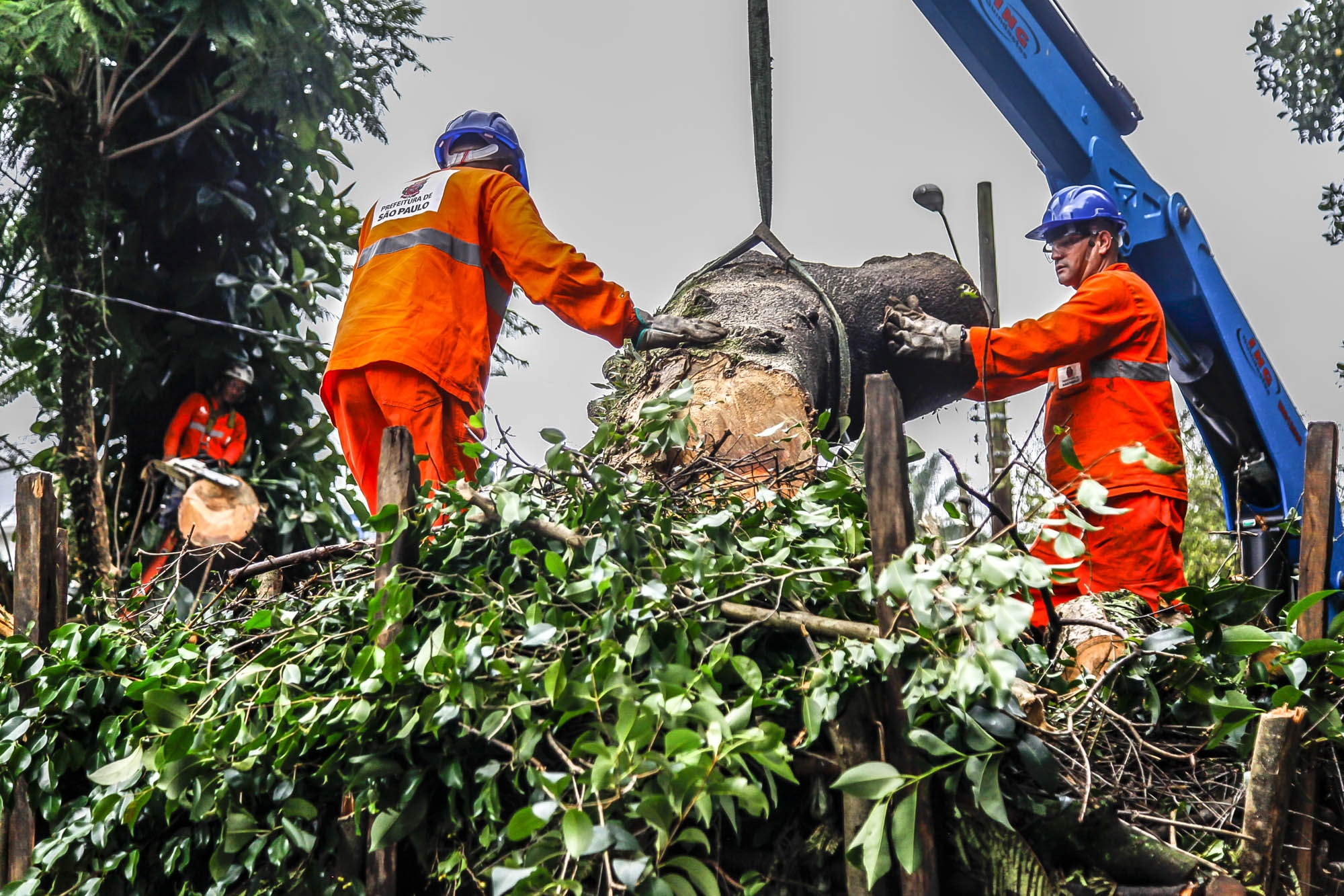 Quase 20% dos pedidos de avaliação ou solicitação de poda de árvores em SP seguem abertos