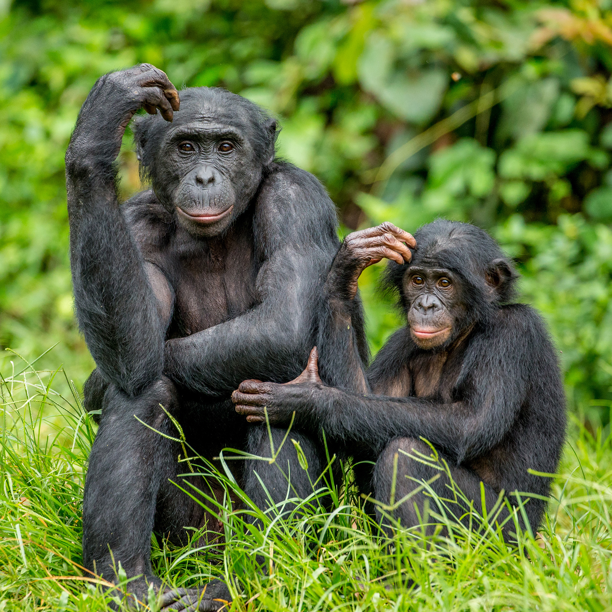 Busting the Myth of Primate Patriarchy:  The Nature of Sex and Gender in Our Ape Relatives