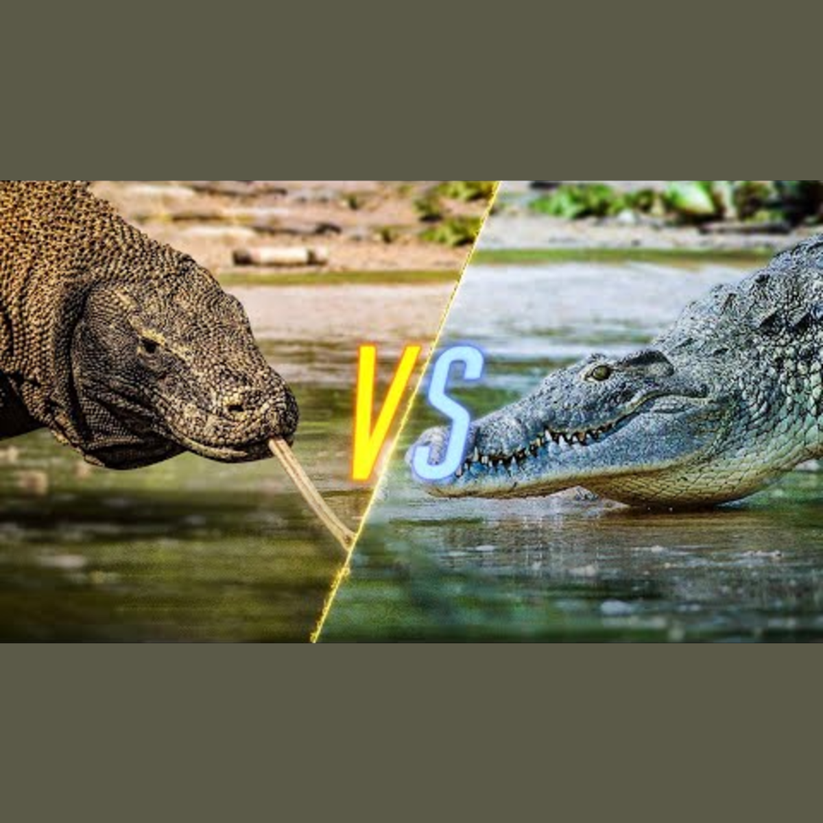 Komodo Dragon vs Crocodile episode artwork